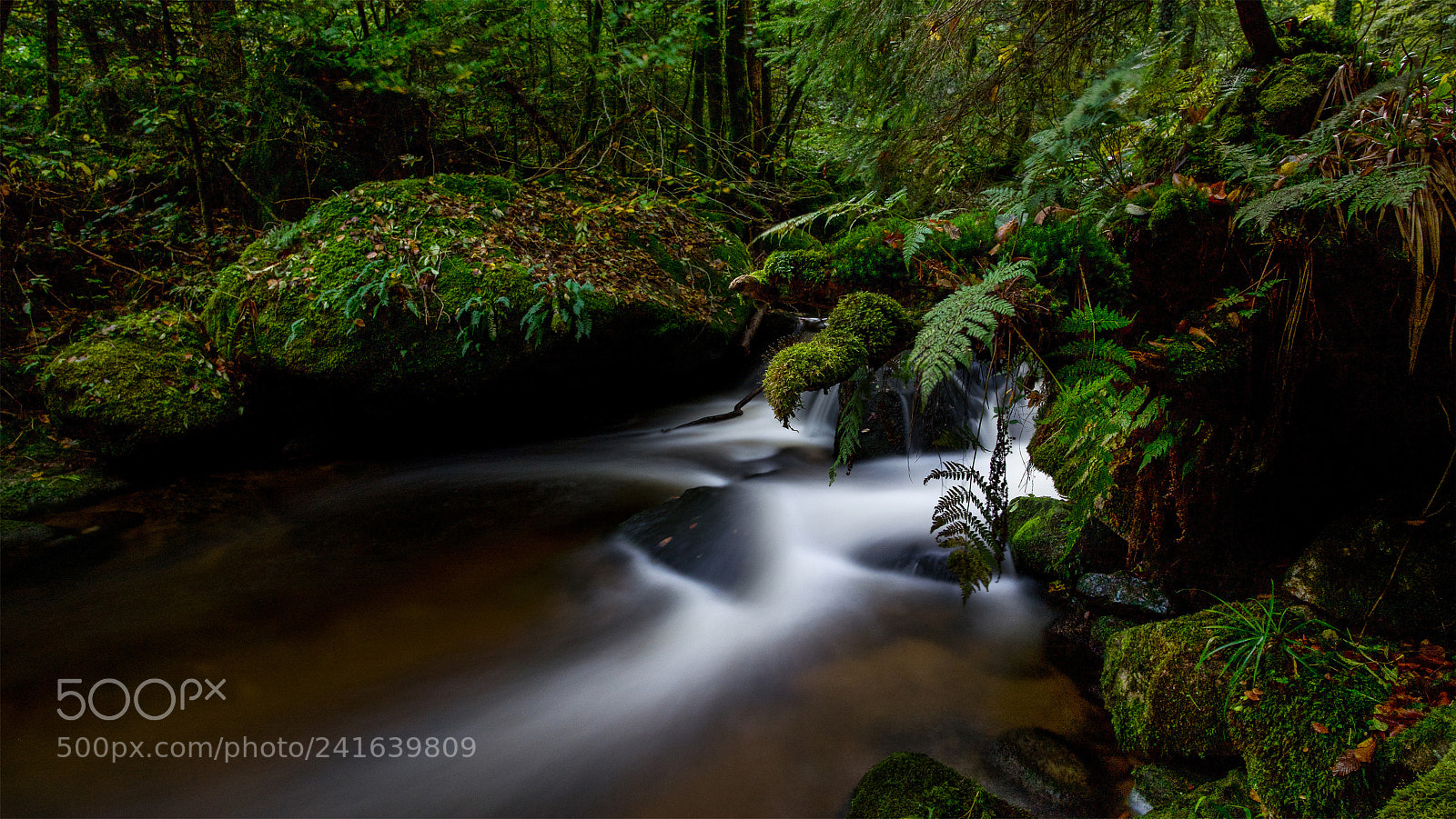 Sony a7 II sample photo. Wie im urwald photography