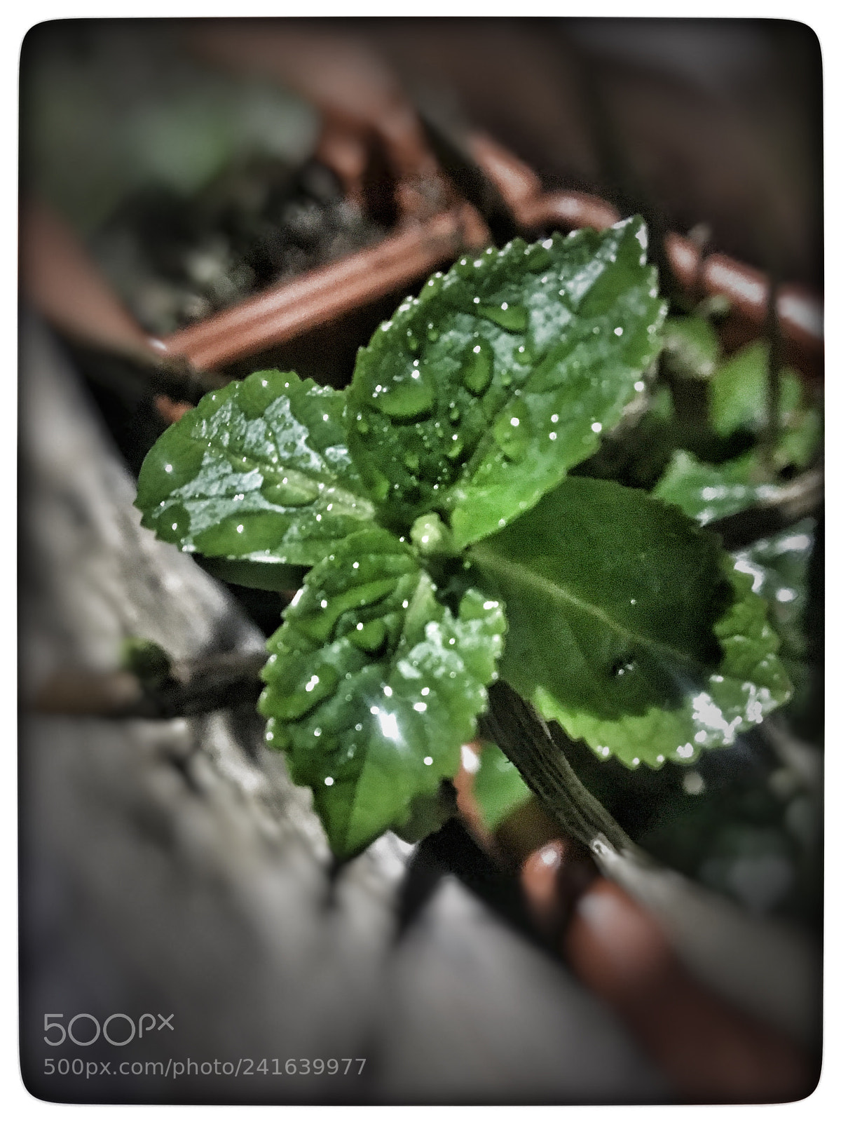 Apple iPhone 6s sample photo. Untitled photography