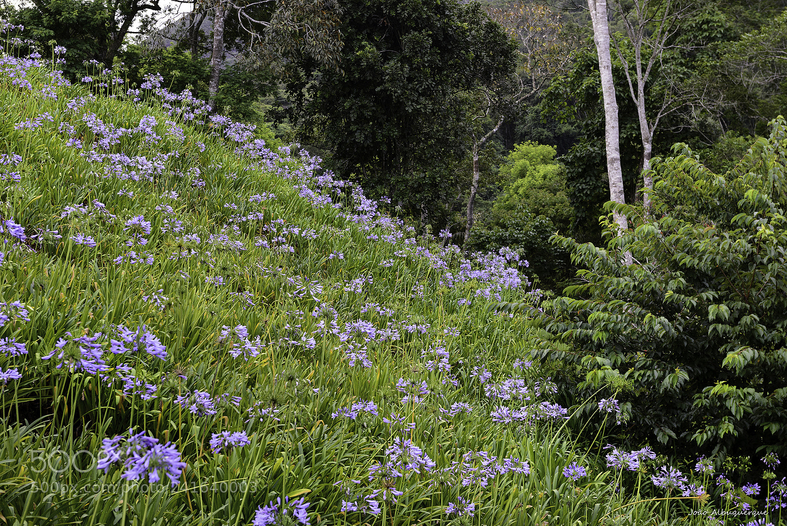 Nikon D600 sample photo. Foliage and flower field photography