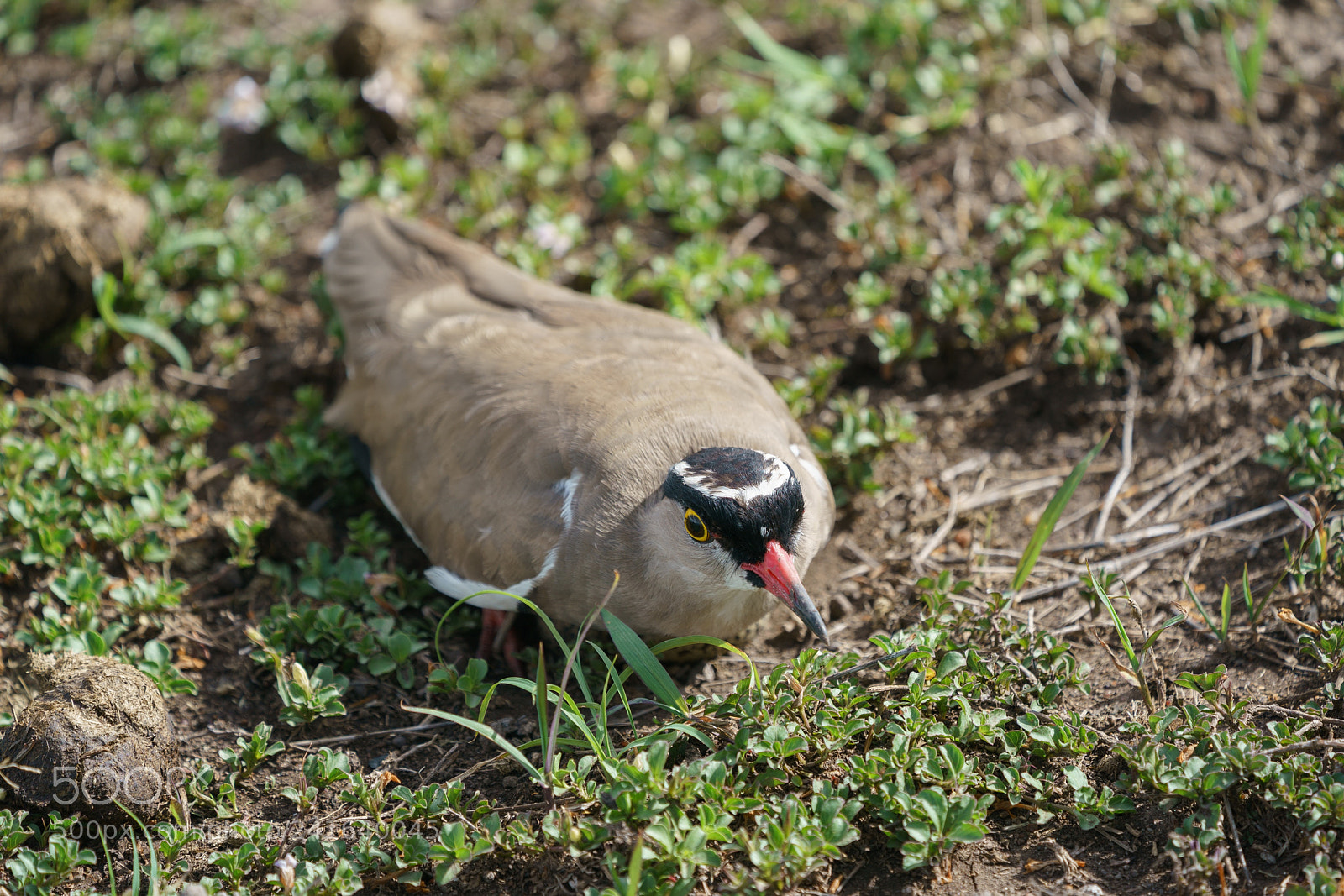 Sony a9 sample photo. Crowned lapwing in the photography