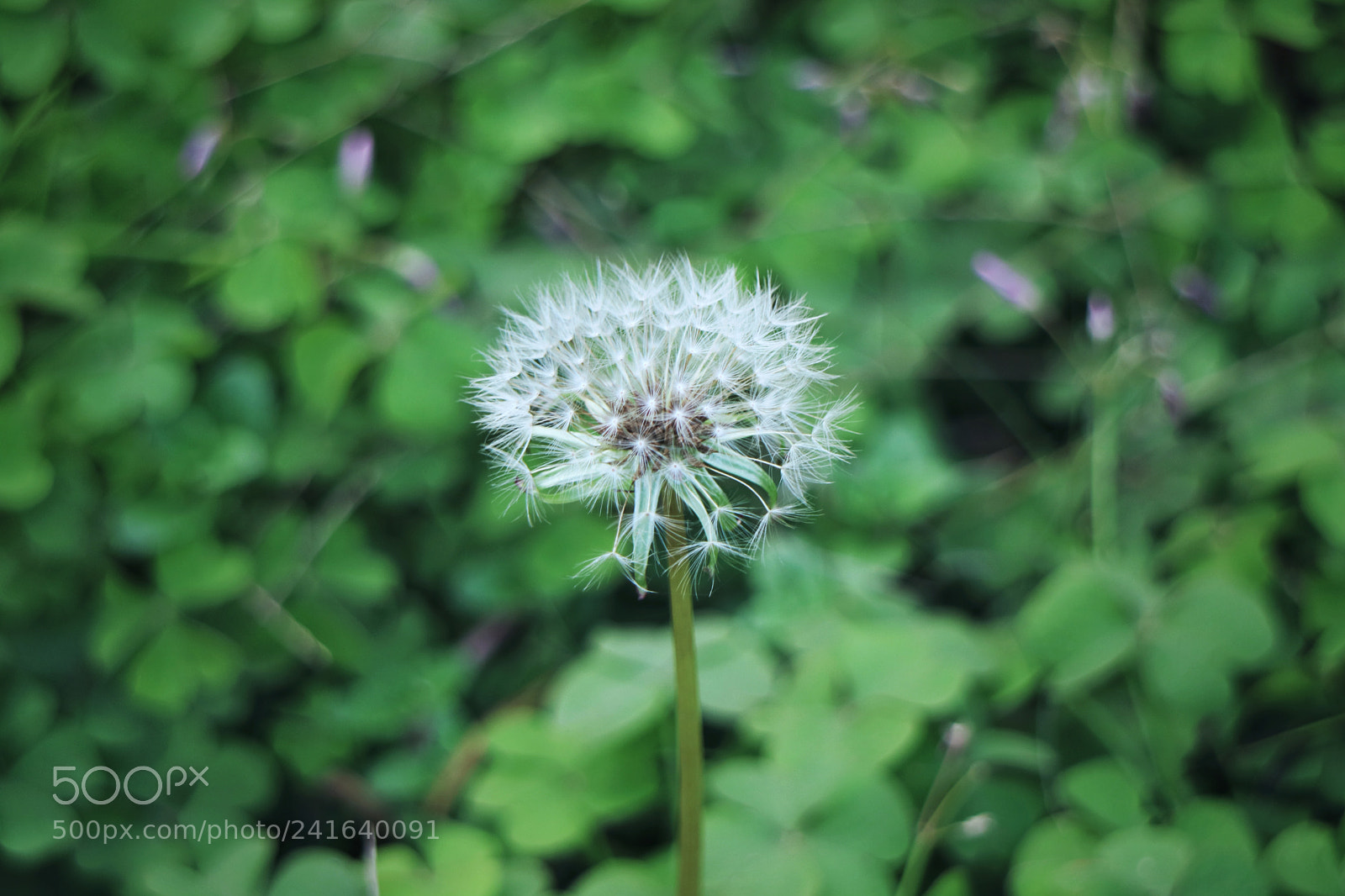 Canon EOS M3 sample photo. Best wishes photography