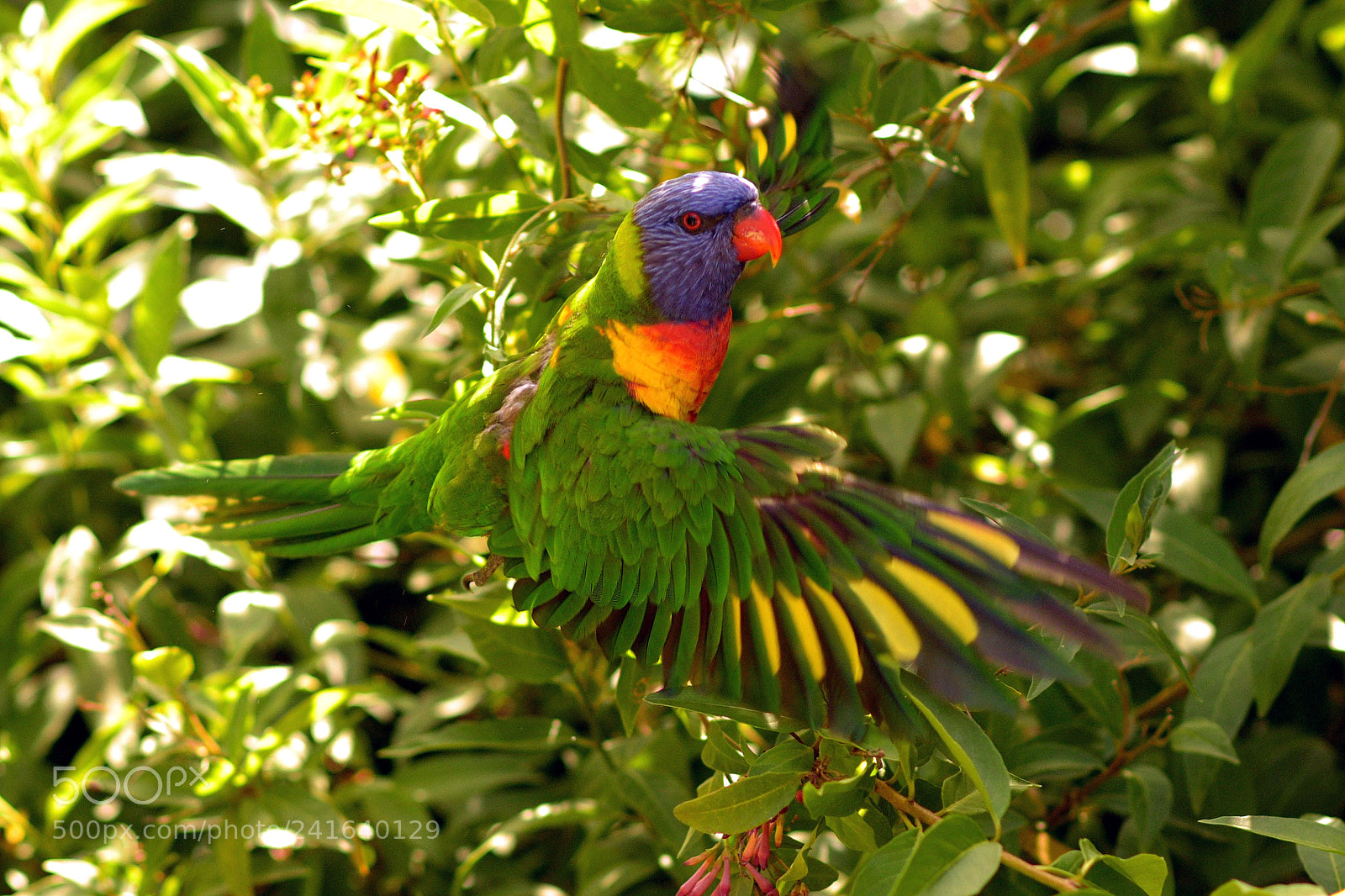 Nikon D810 sample photo. Rainbow lorikeet photography