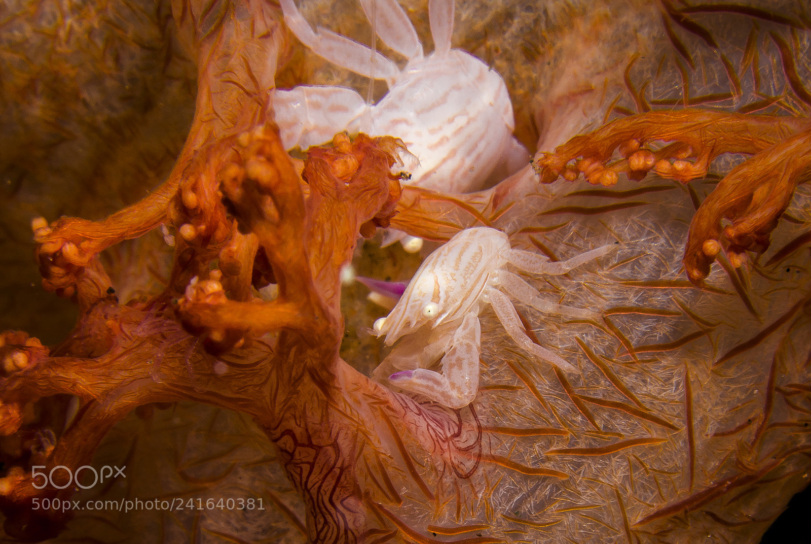 Canon EOS 60D sample photo. Porcelain crab photography