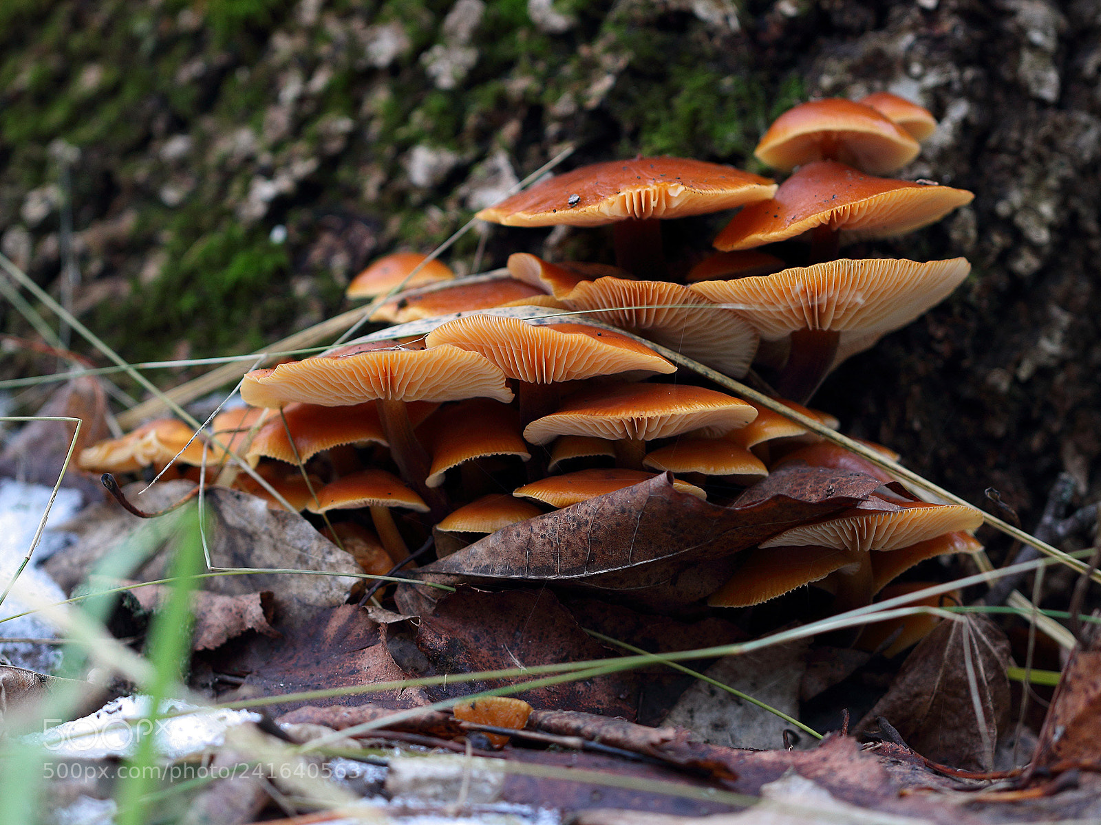 Canon EOS 100D (EOS Rebel SL1 / EOS Kiss X7) sample photo. Mushrooms in january photography