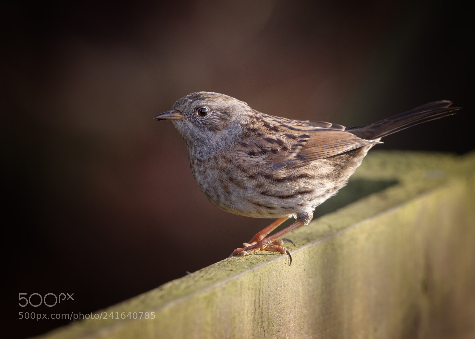 Canon EOS-1D Mark IV sample photo. Dunnock photography