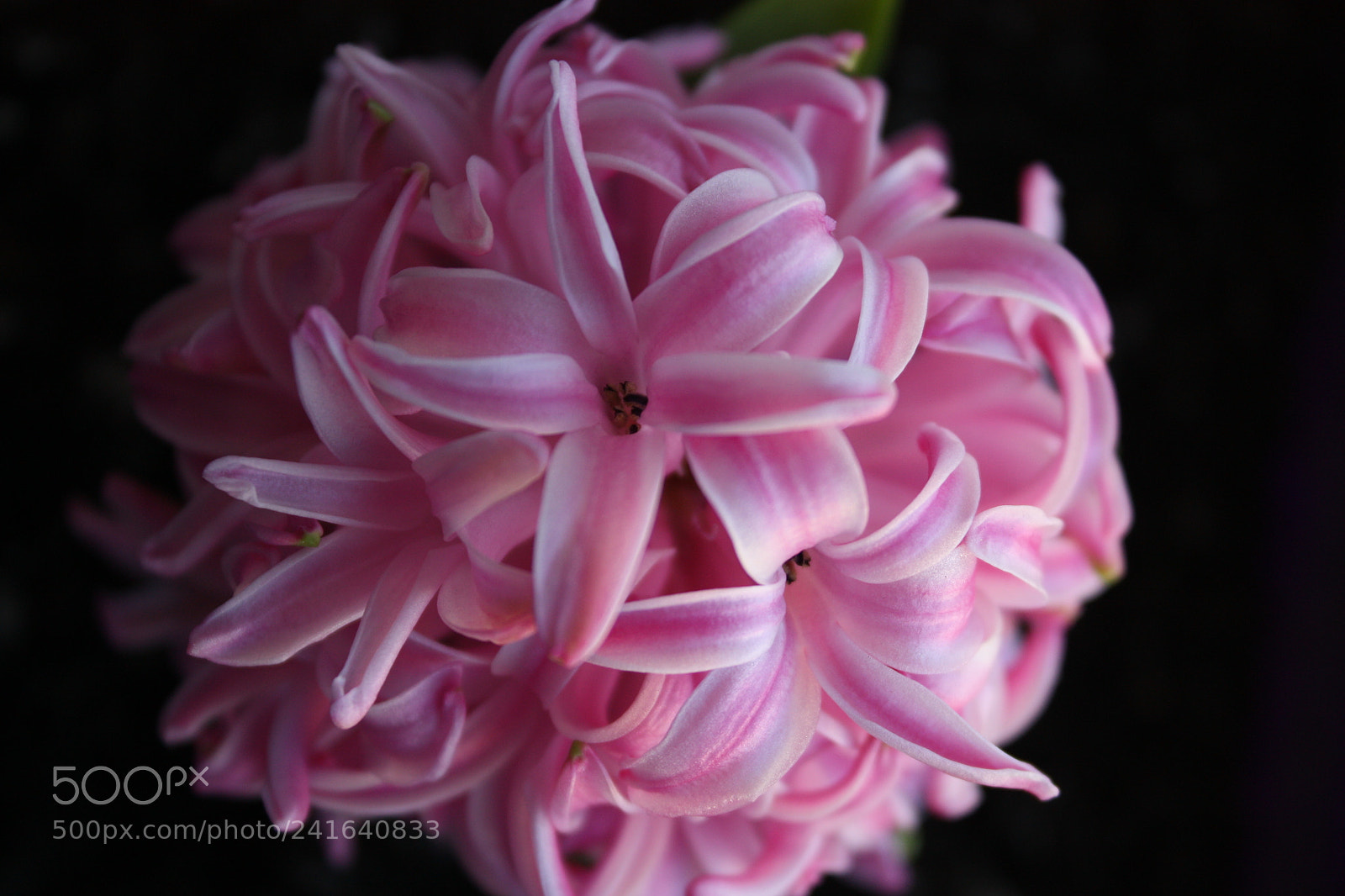 Canon EF-S 18-55mm F3.5-5.6 IS sample photo. Hyacinth photography
