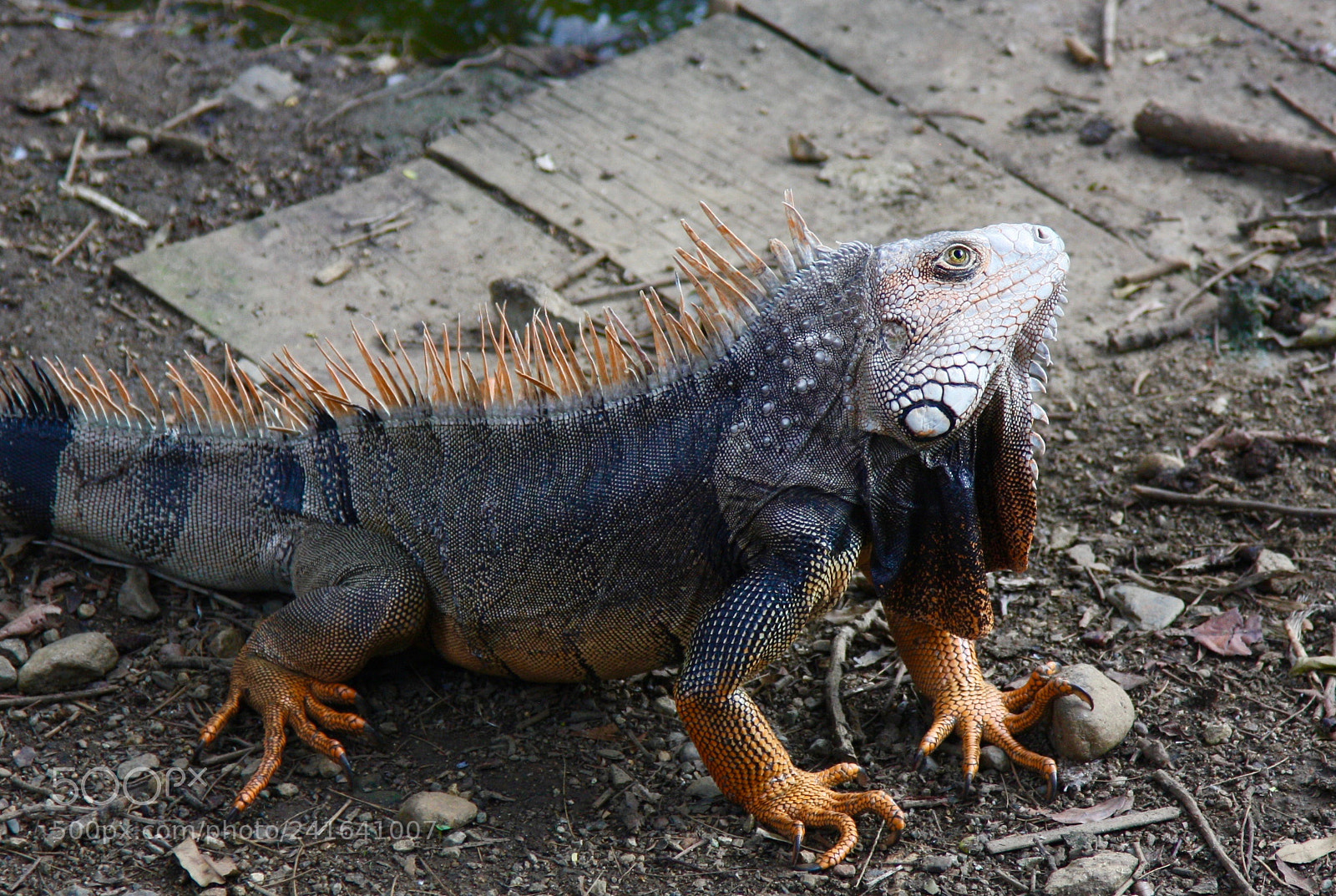 Canon EOS 450D (EOS Rebel XSi / EOS Kiss X2) sample photo. Iguana - parque botanico photography