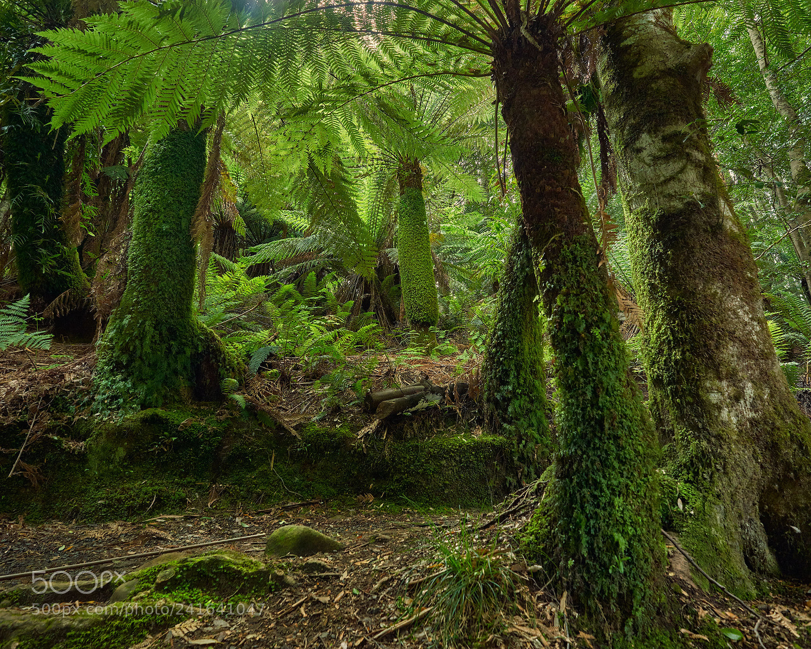 Nikon D800E sample photo. Tassie tree ferns photography
