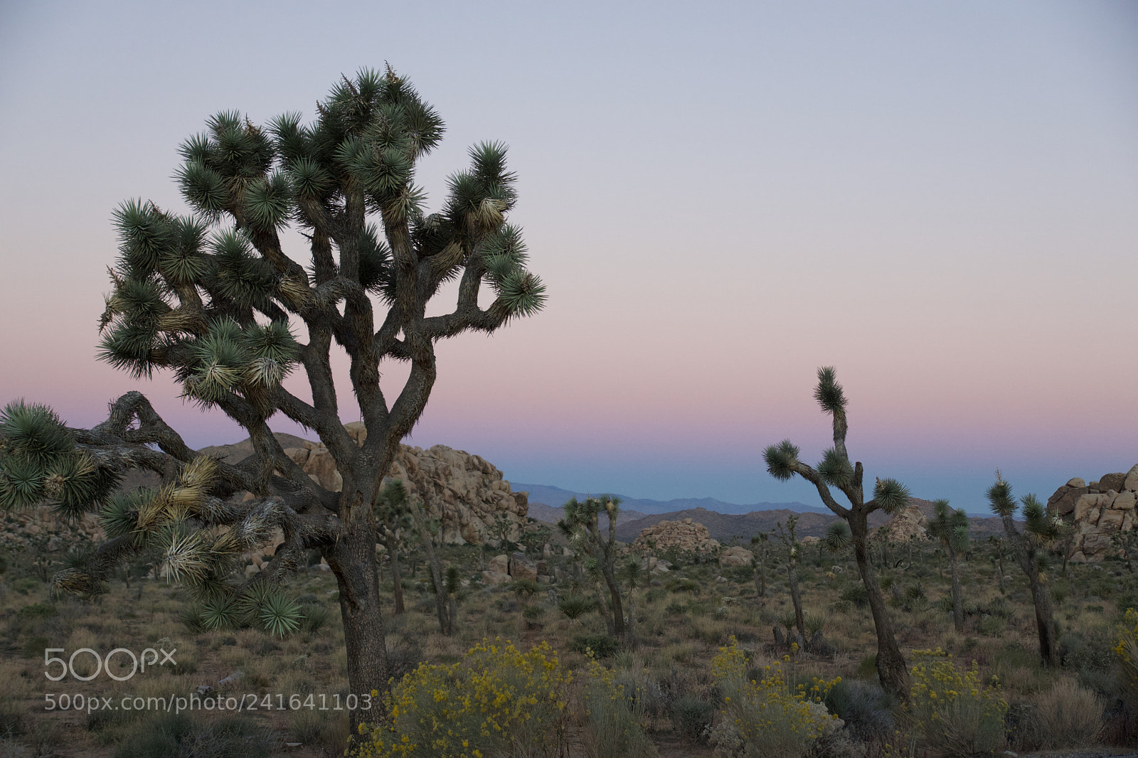 Sony ILCA-77M2 sample photo. Joshua tree photography
