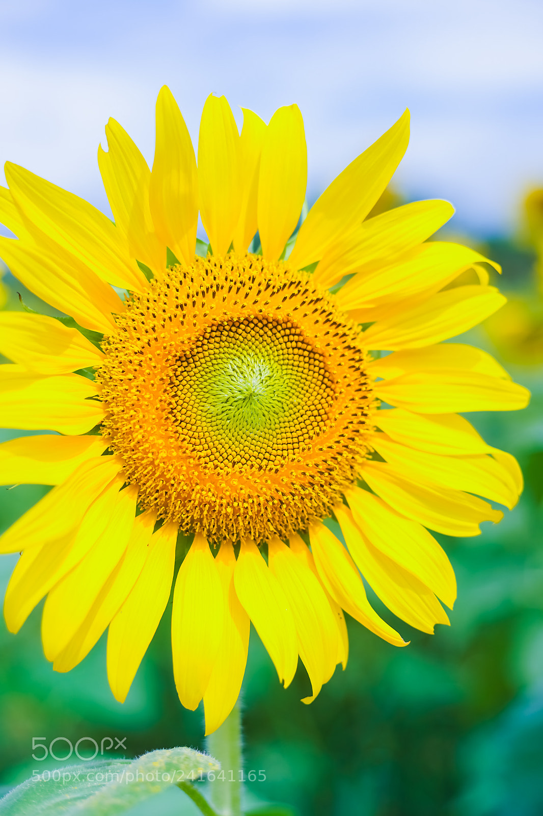 Sony a7 II sample photo. Sun flower photography