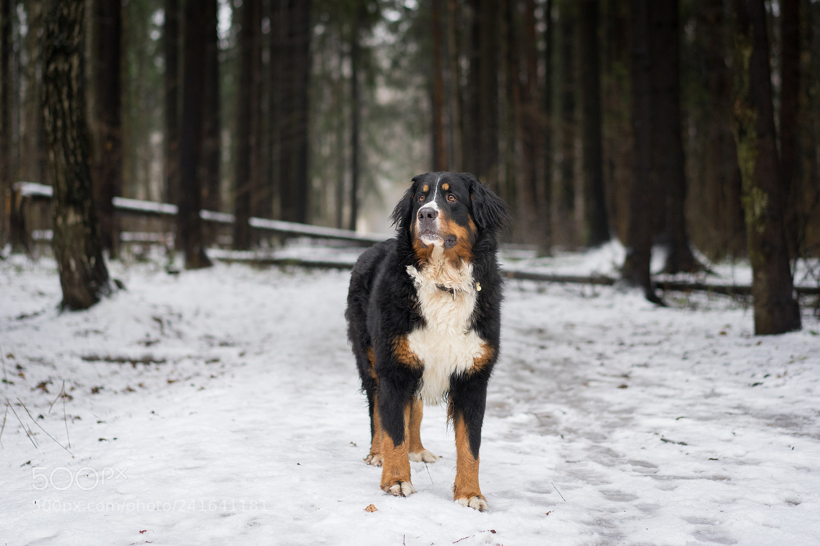 Sony a7 II sample photo. Bernese mountain dog in photography