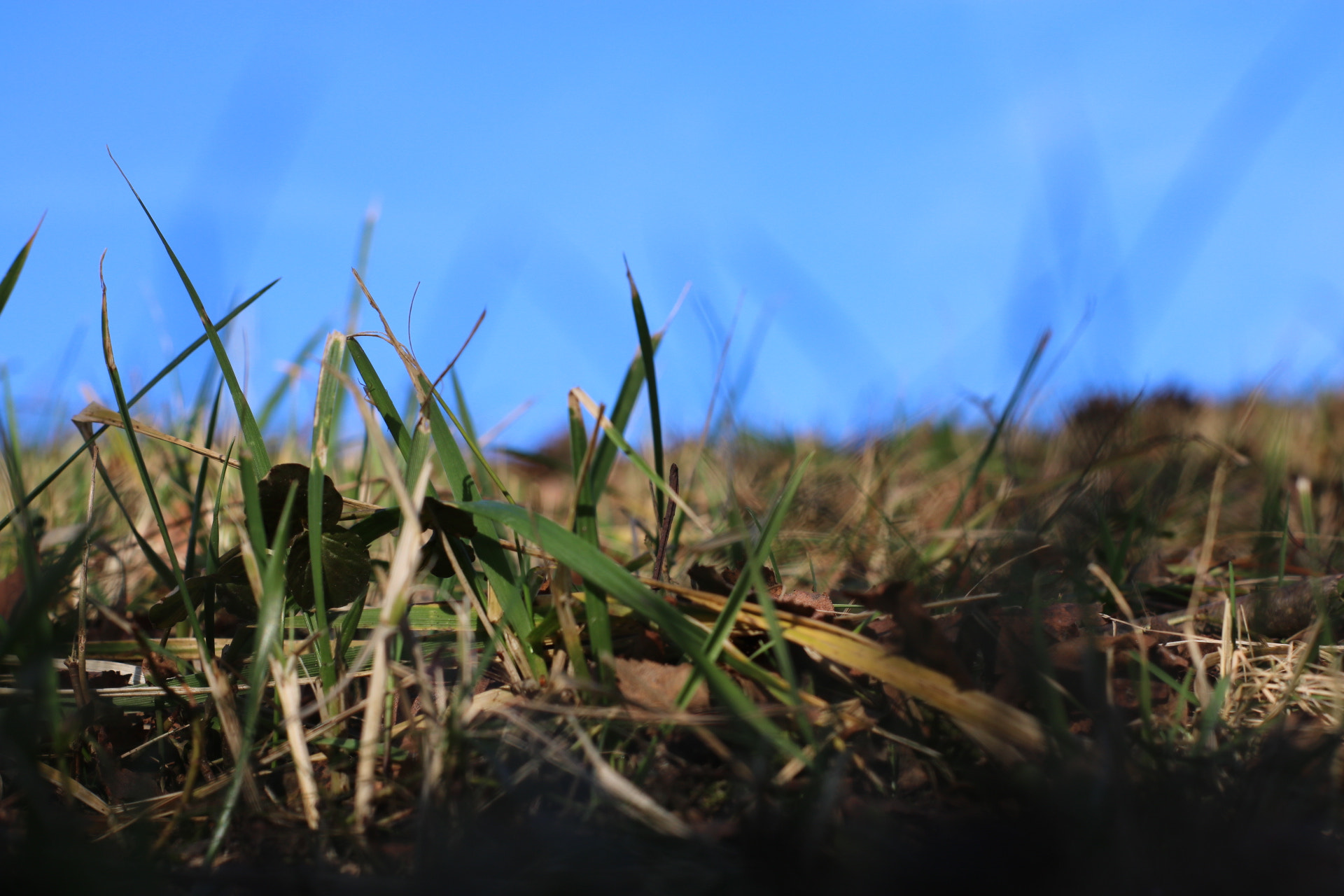 Canon 50mm sample photo. Grass photography