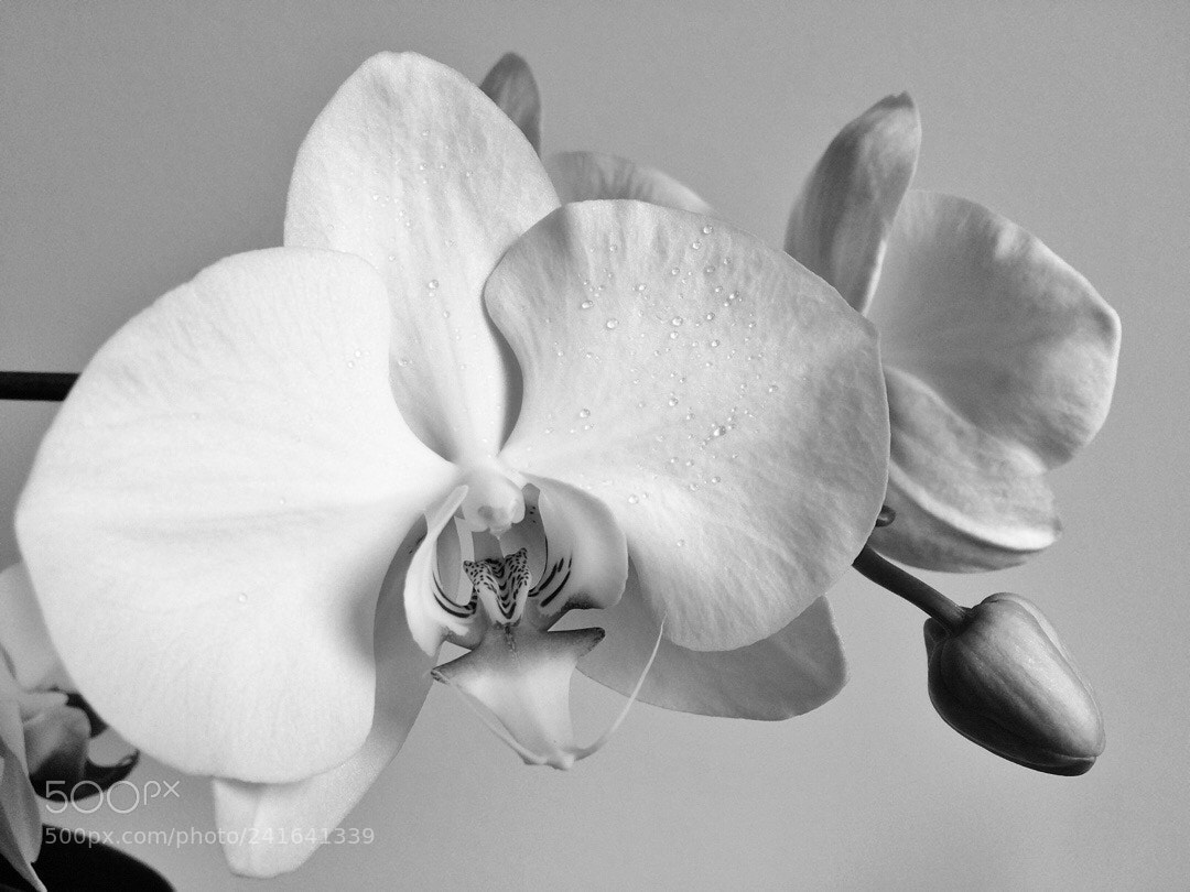 Apple iPhone 5s sample photo. Mood photography
