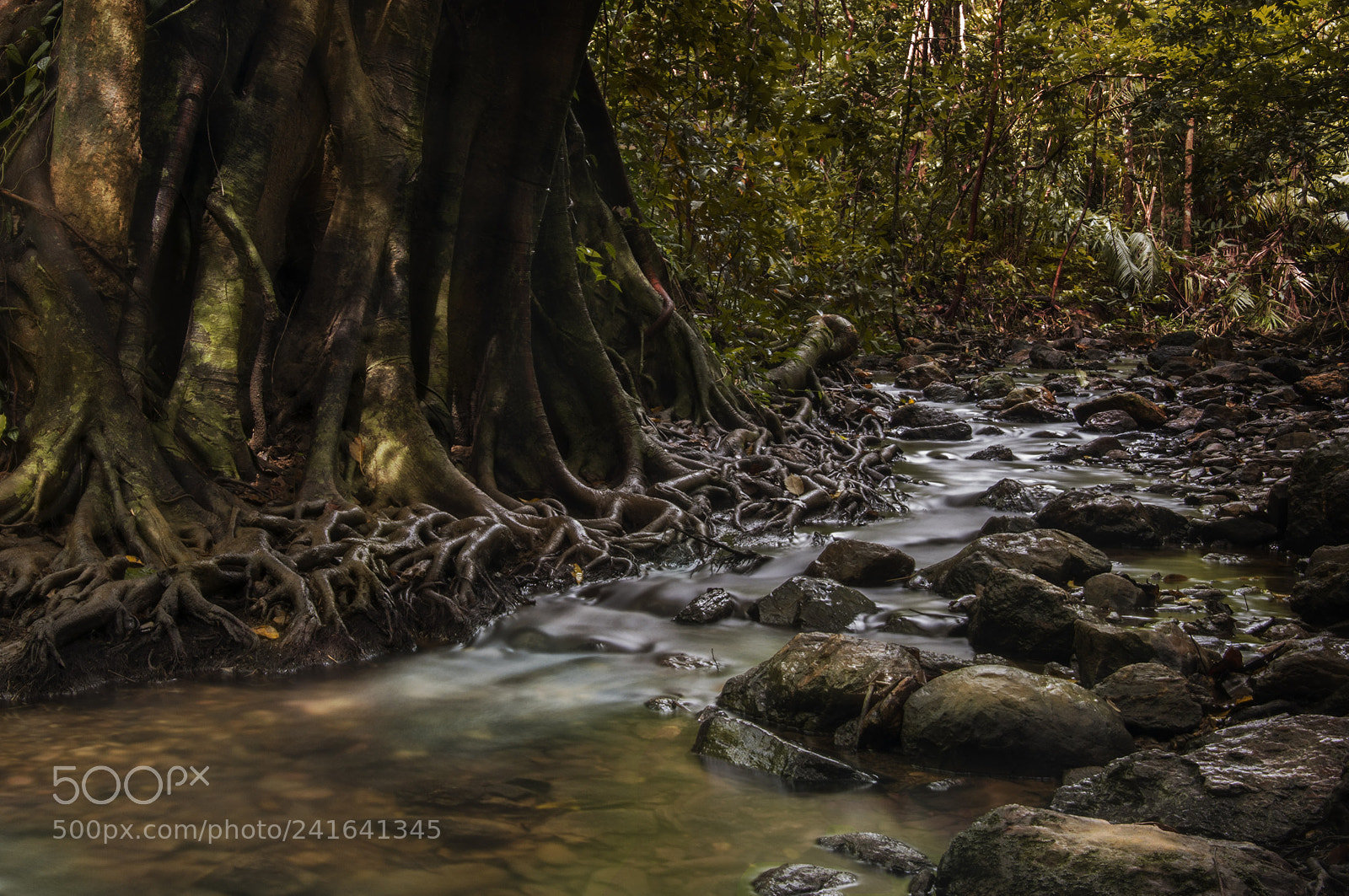 Nikon D90 sample photo. A walk through jungle photography