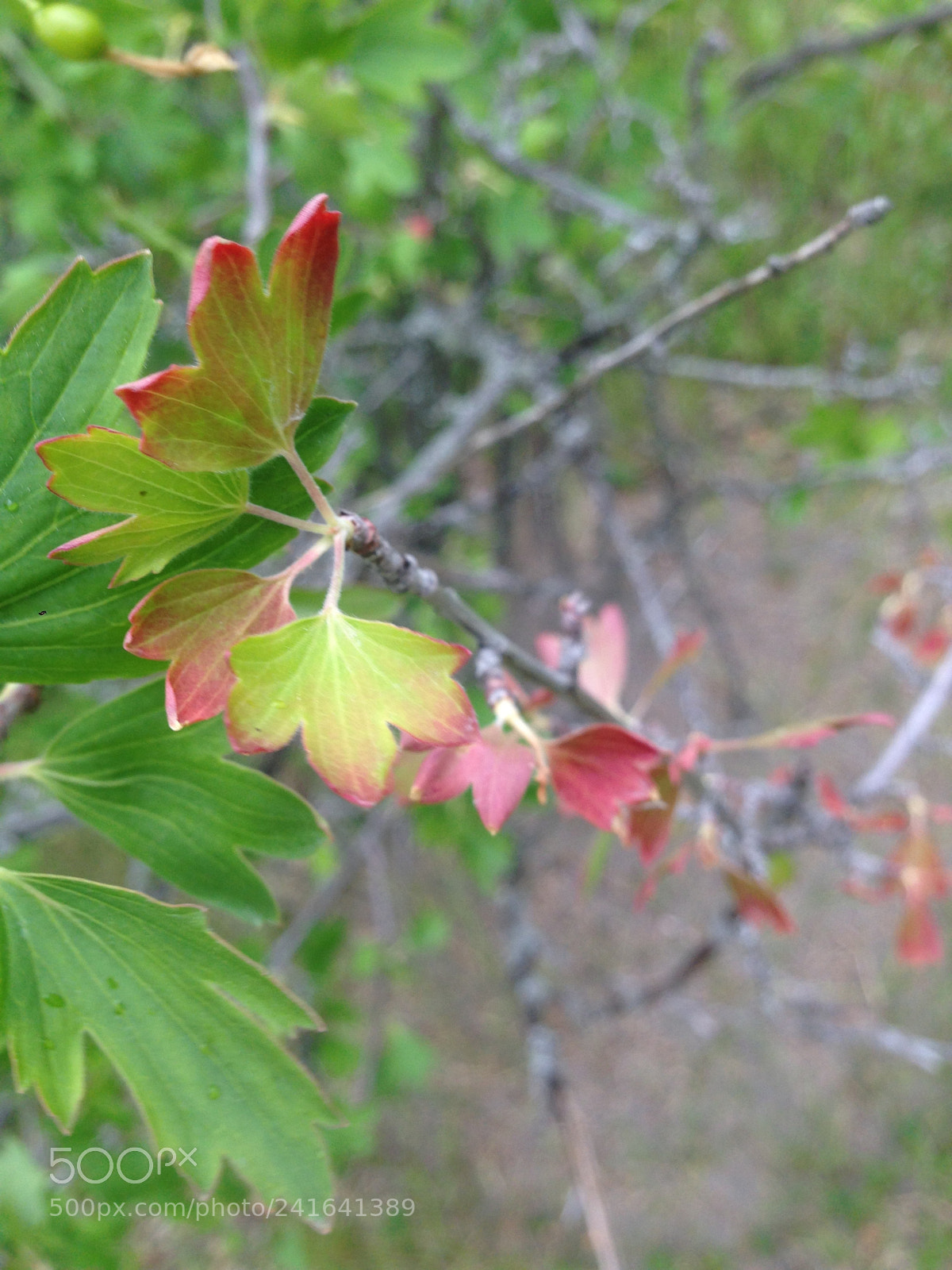 Apple iPhone 5 sample photo. Img photography