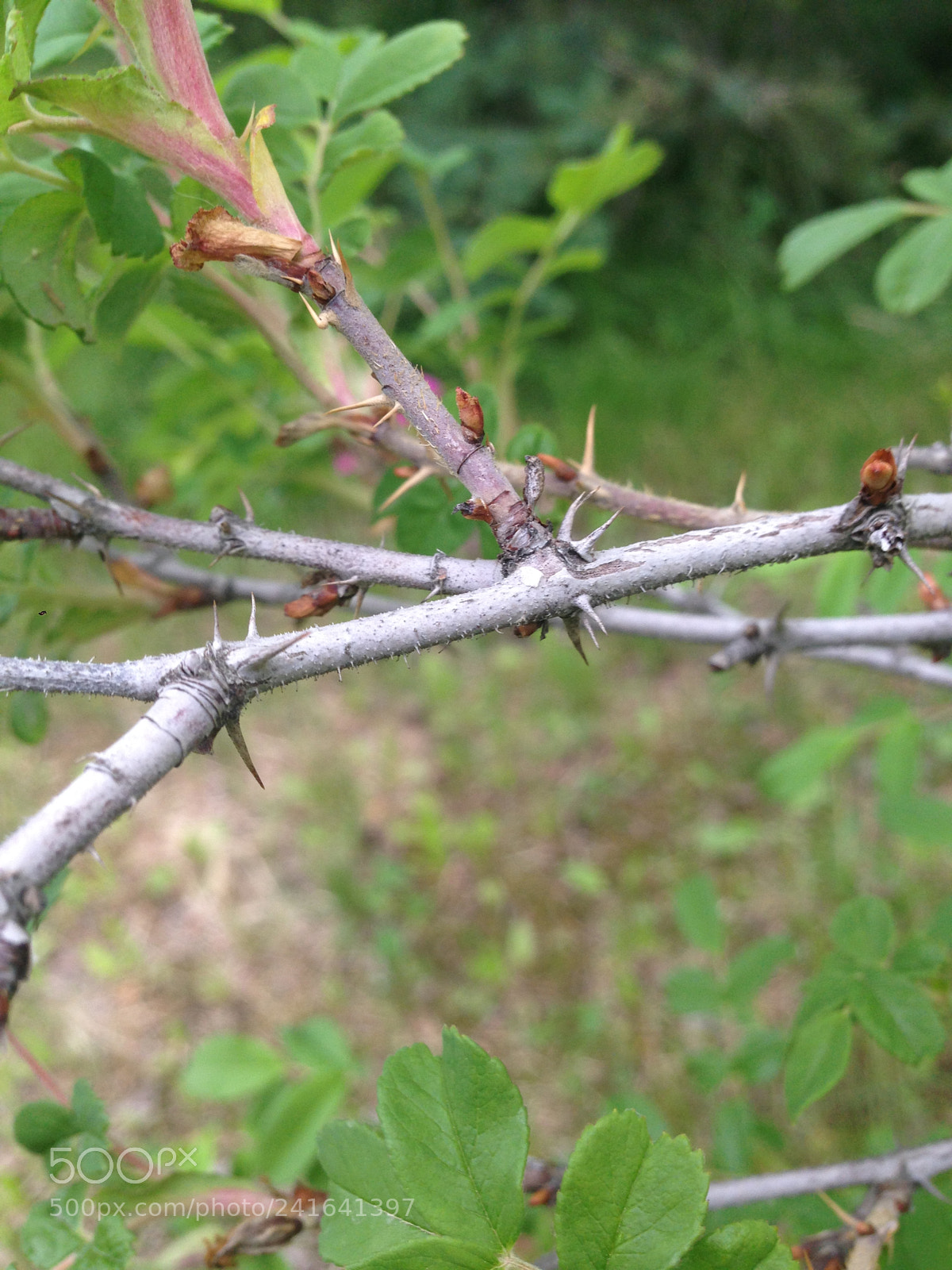Apple iPhone 5 sample photo. Img photography