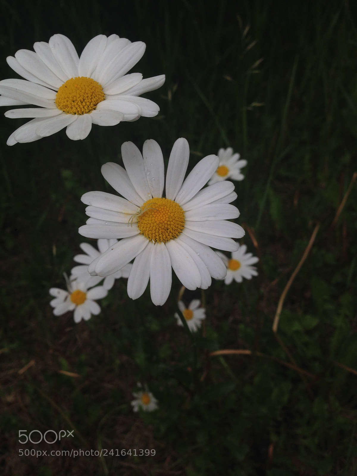 Apple iPhone 5 sample photo. Img photography