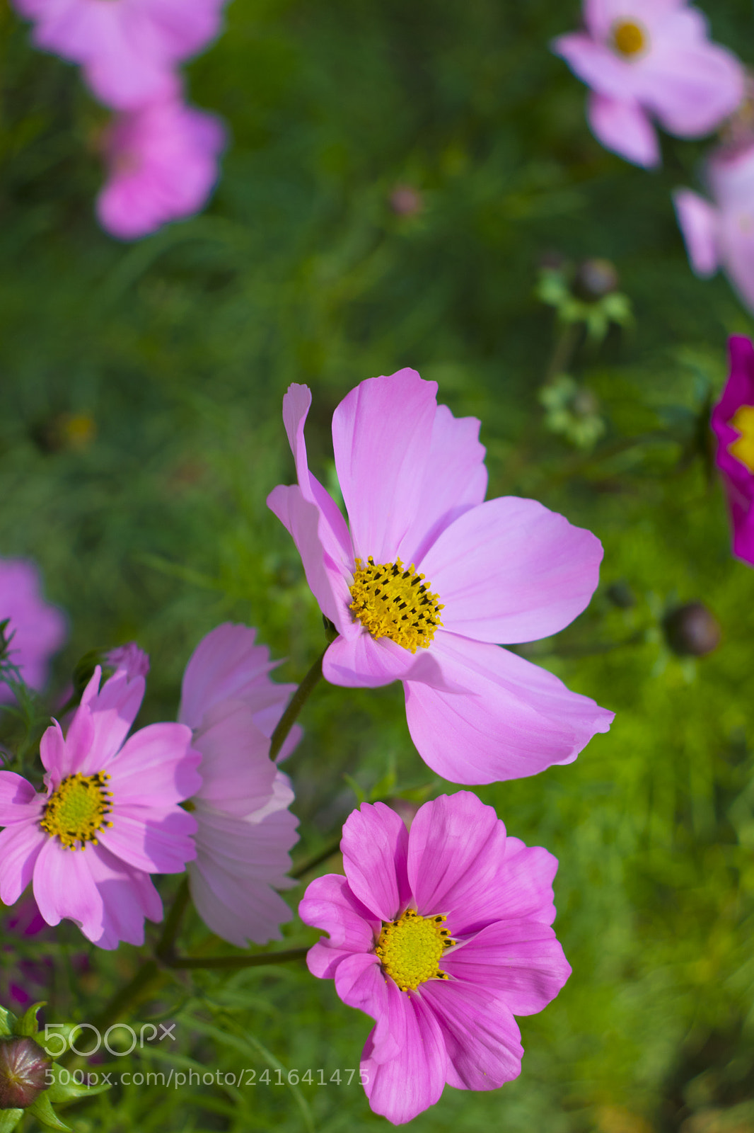 Canon EOS 800D (EOS Rebel T7i / EOS Kiss X9i) sample photo. Flower photography