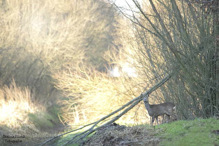Canon EOS 6D Mark II sample photo. On a sunny morning photography