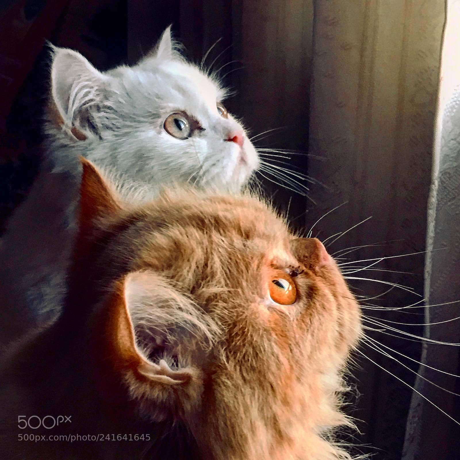 Apple iPhone 6s Plus sample photo. My beloved basbosa and photography