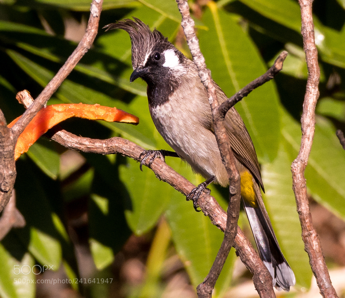 Nikon D850 sample photo. Himalayan bulbul photography