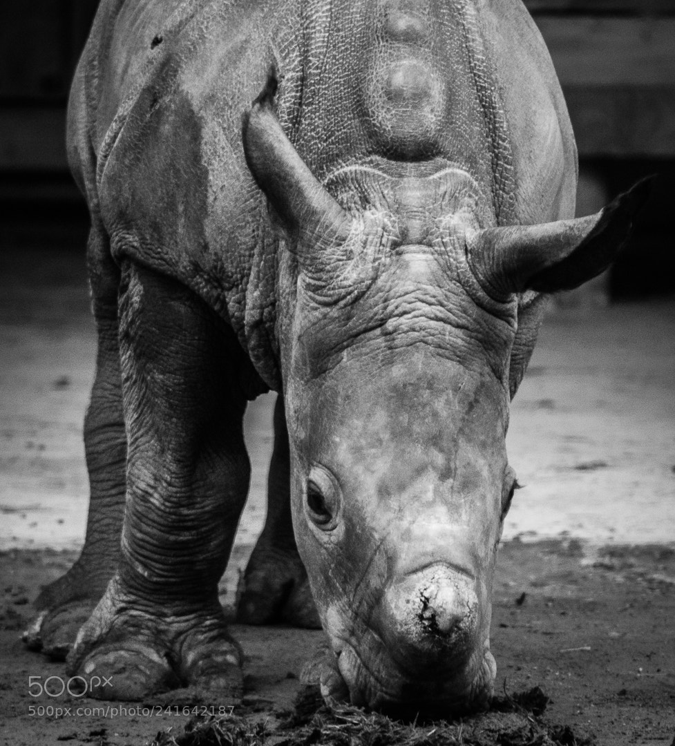 Canon EOS 750D (EOS Rebel T6i / EOS Kiss X8i) sample photo. Little rhino photography