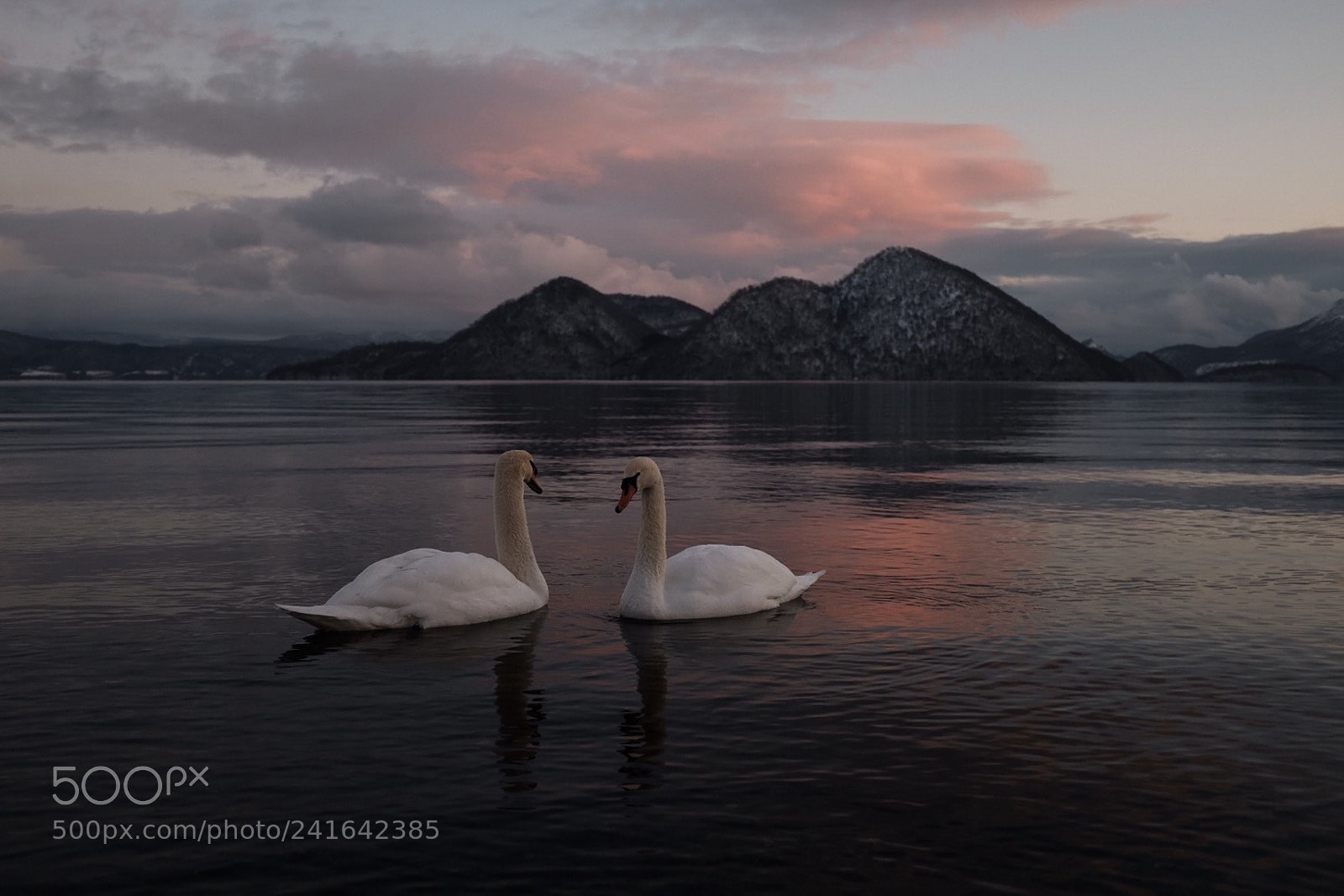 Fujifilm X100F sample photo. Swans on toya lake photography