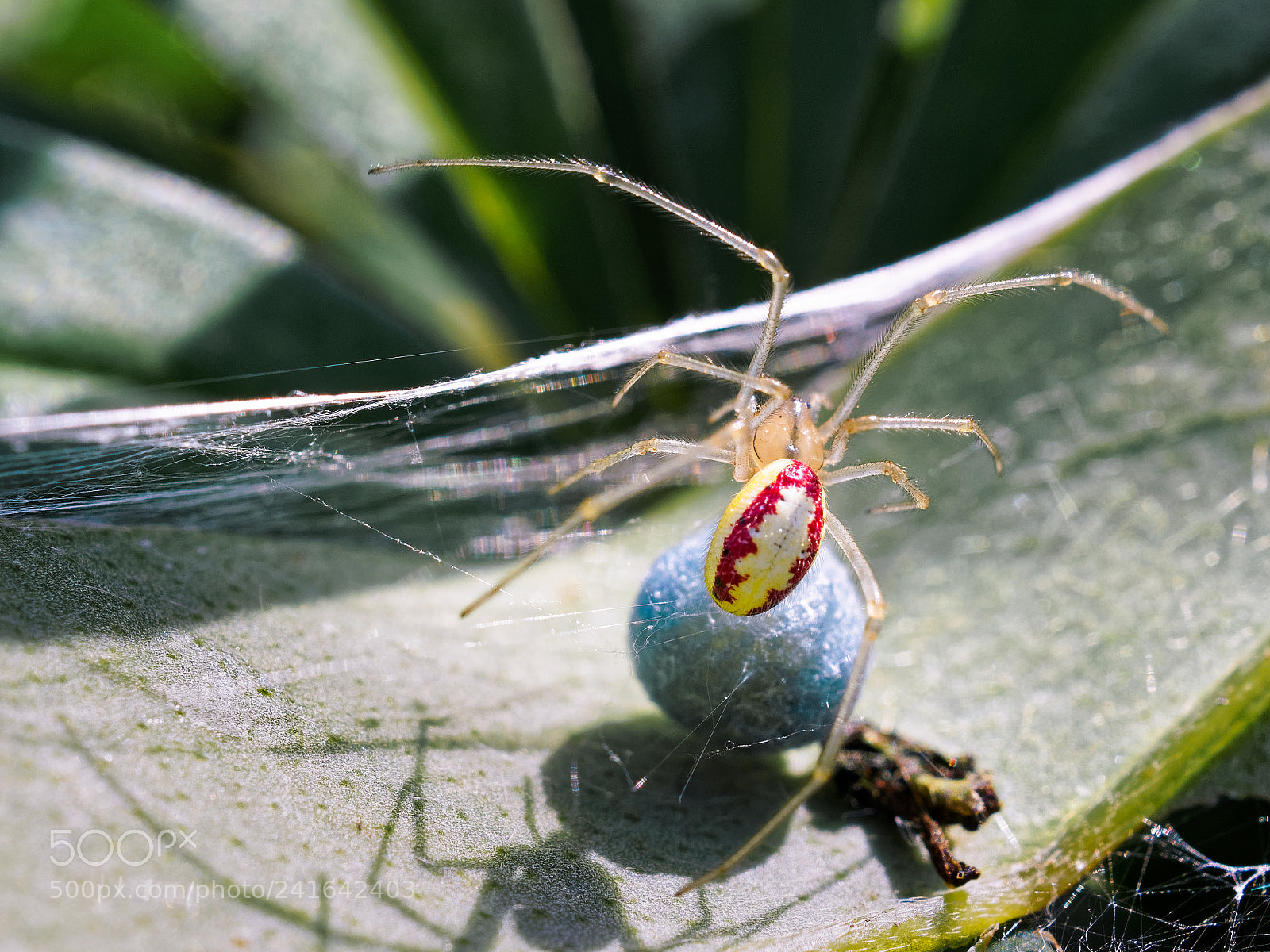 Olympus OM-D E-M5 II sample photo. Spider and its sphere photography