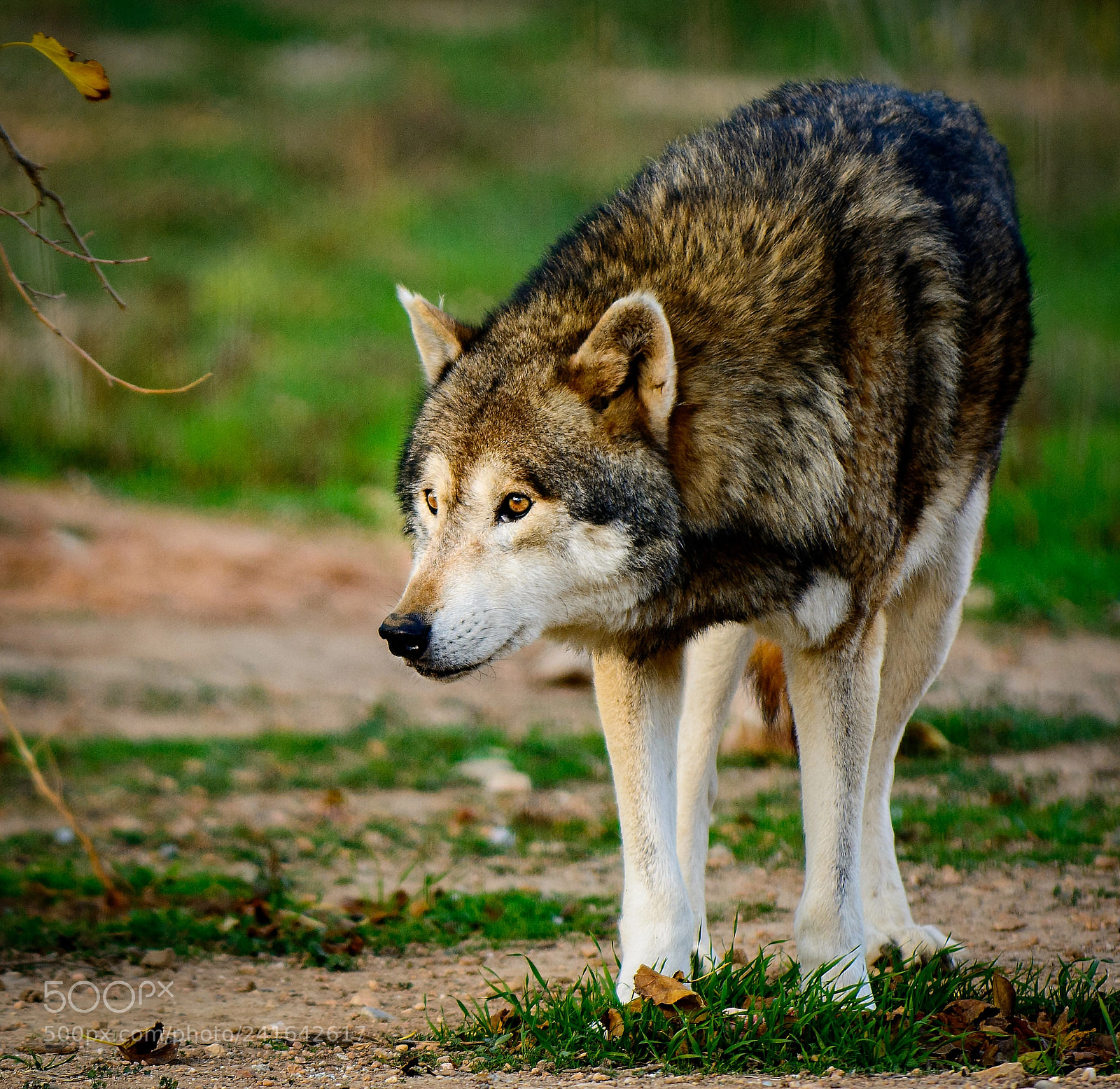 Nikon D7100 sample photo. Wandering wolf photography