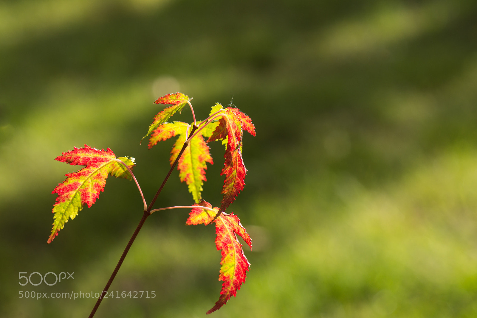 Nikon D800E sample photo. Red autumnal leaves photography