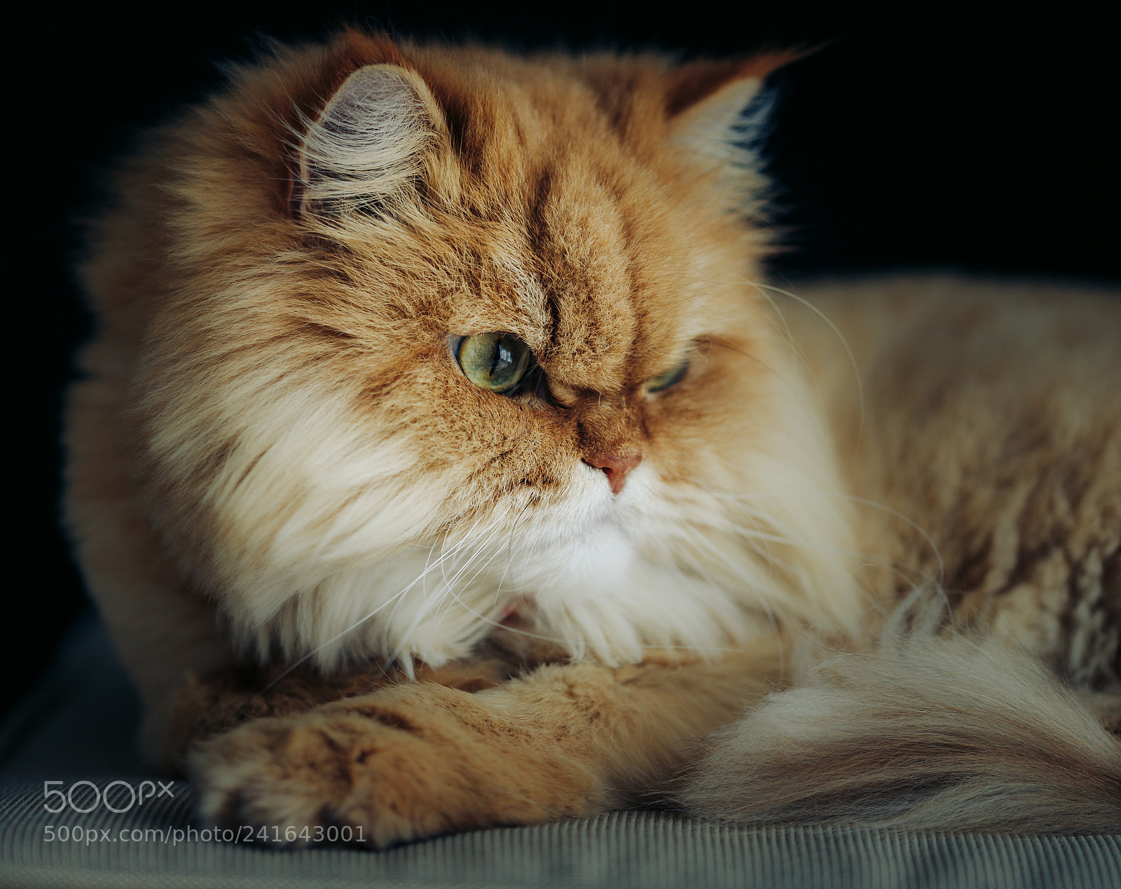 Canon EOS 6D Mark II sample photo. Leo's portrait 2 photography
