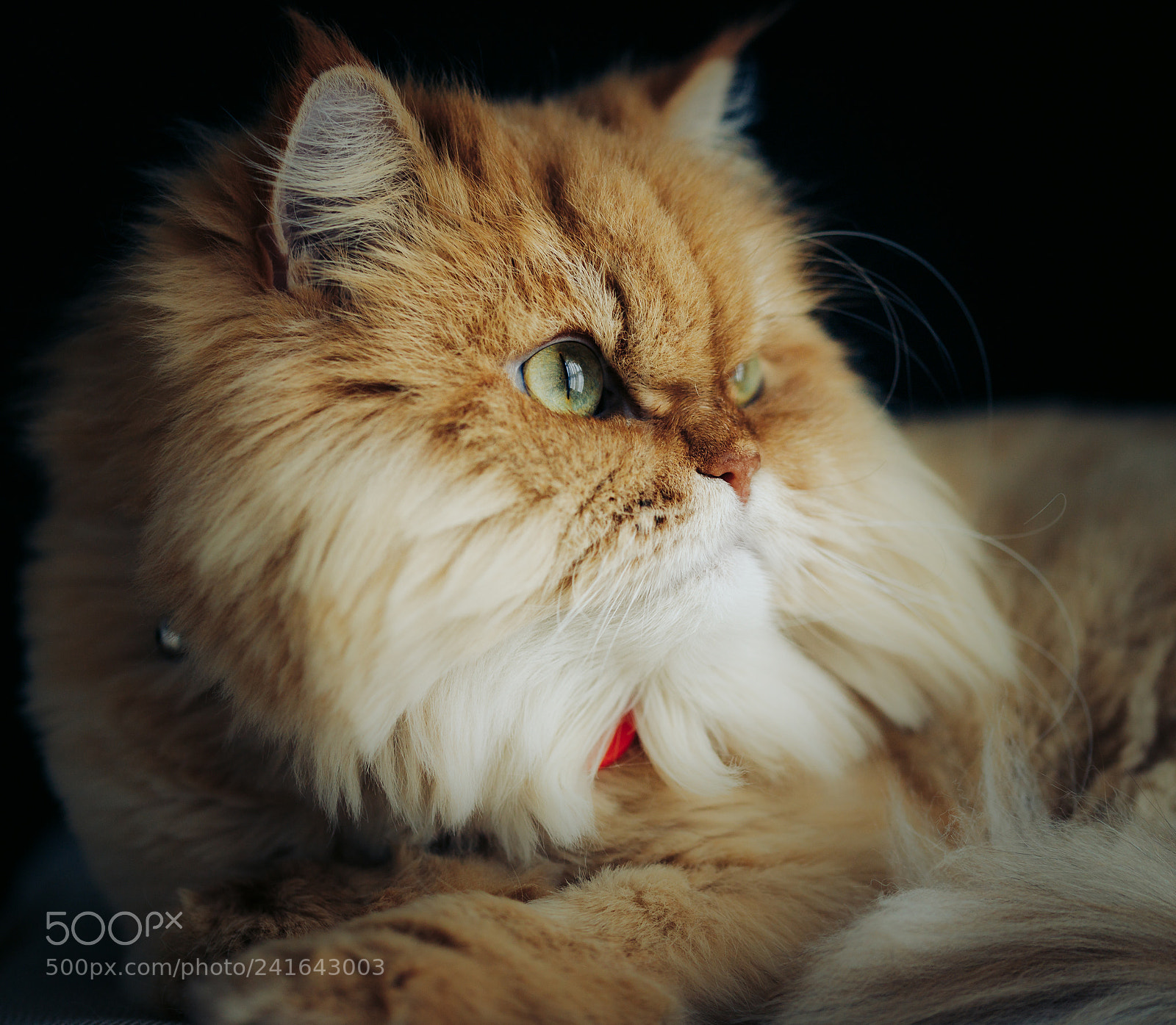 Canon EOS 6D Mark II sample photo. Leo's portrait 1 photography