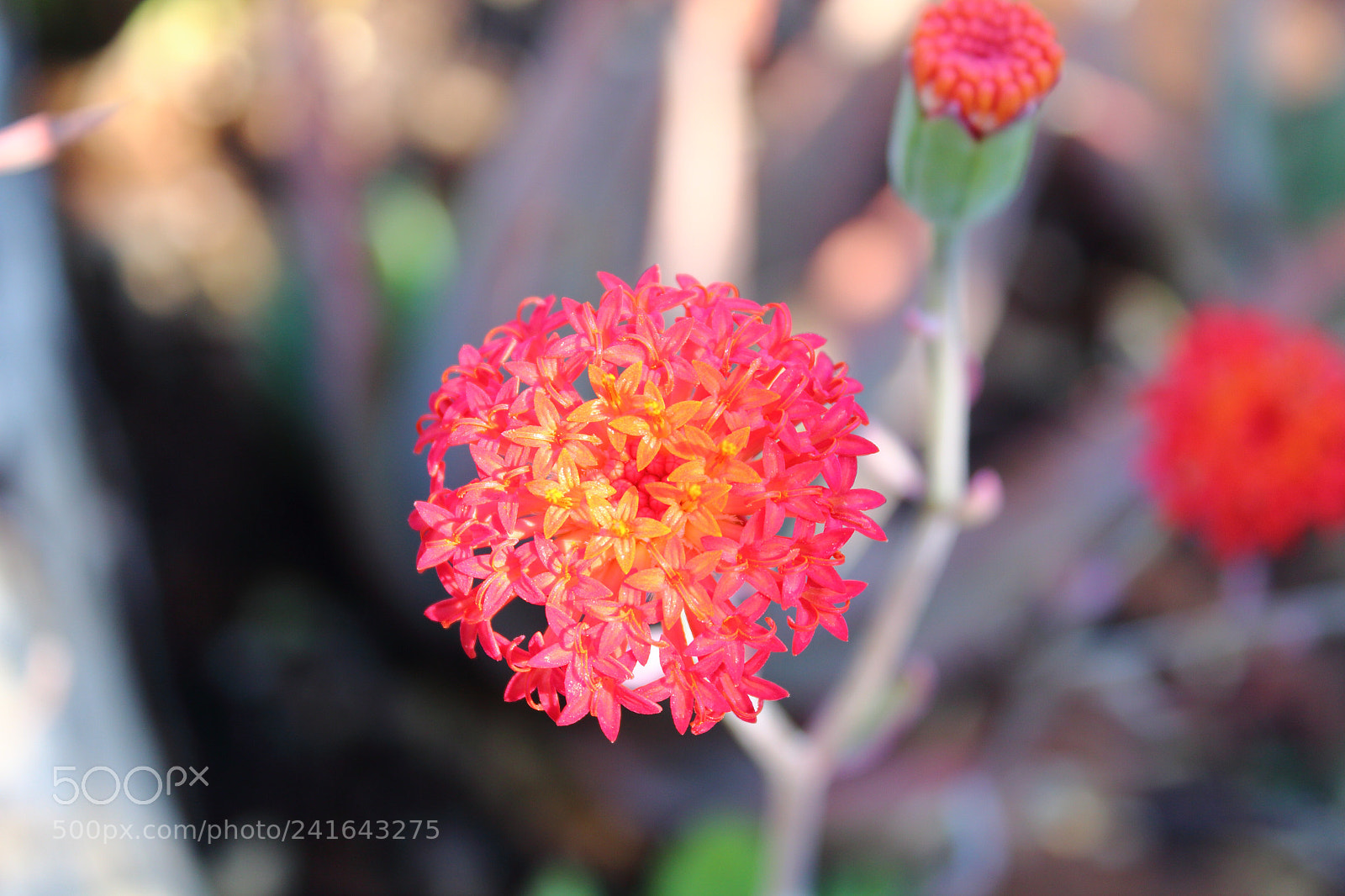 Canon EOS 650D (EOS Rebel T4i / EOS Kiss X6i) sample photo. Untitled photography