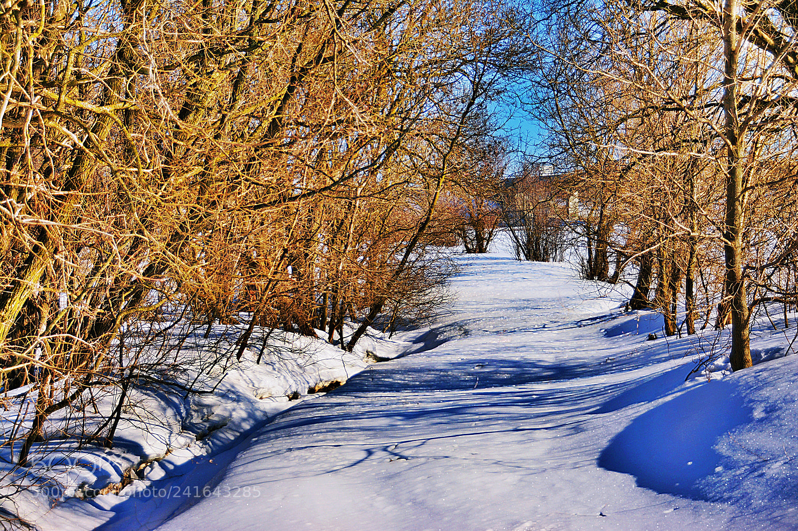 Nikon D7100 sample photo. Le sentier de neige photography