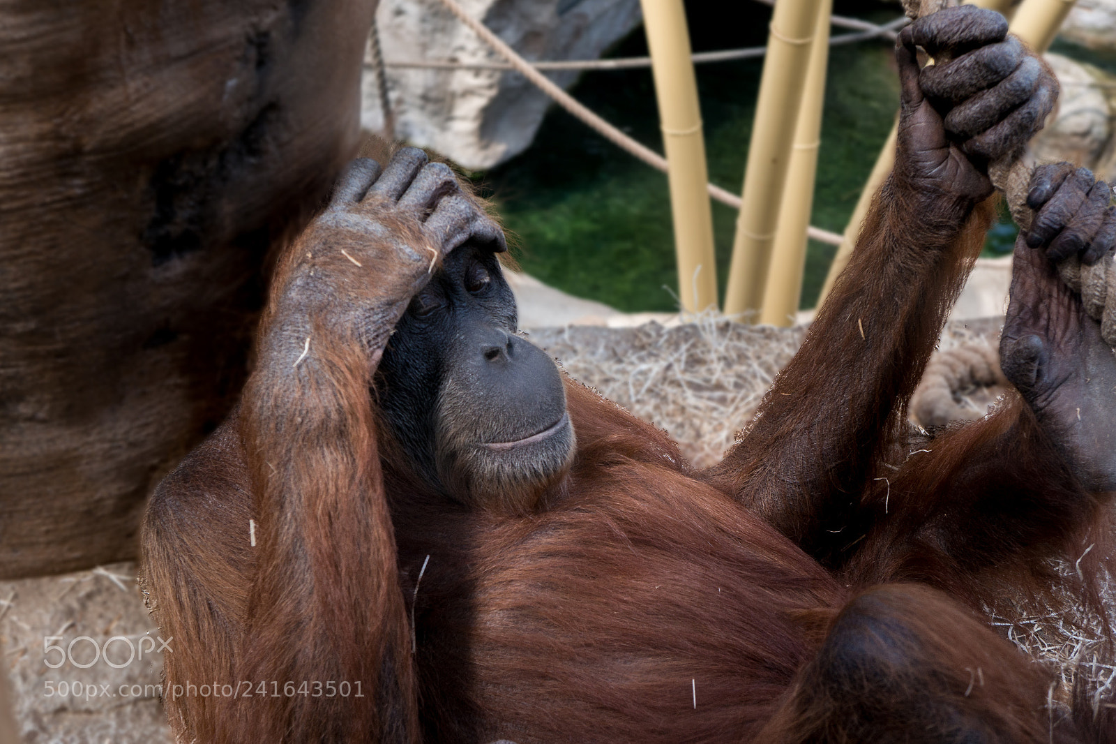 Sony Alpha NEX-5R sample photo. Headache photography