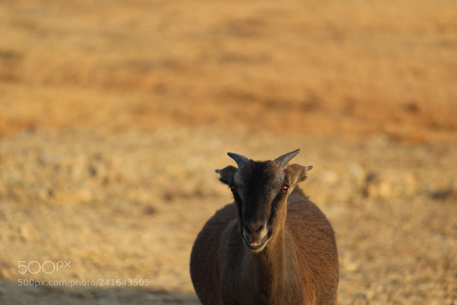 Canon EF-S 55-250mm F4-5.6 IS II sample photo. Untitled photography