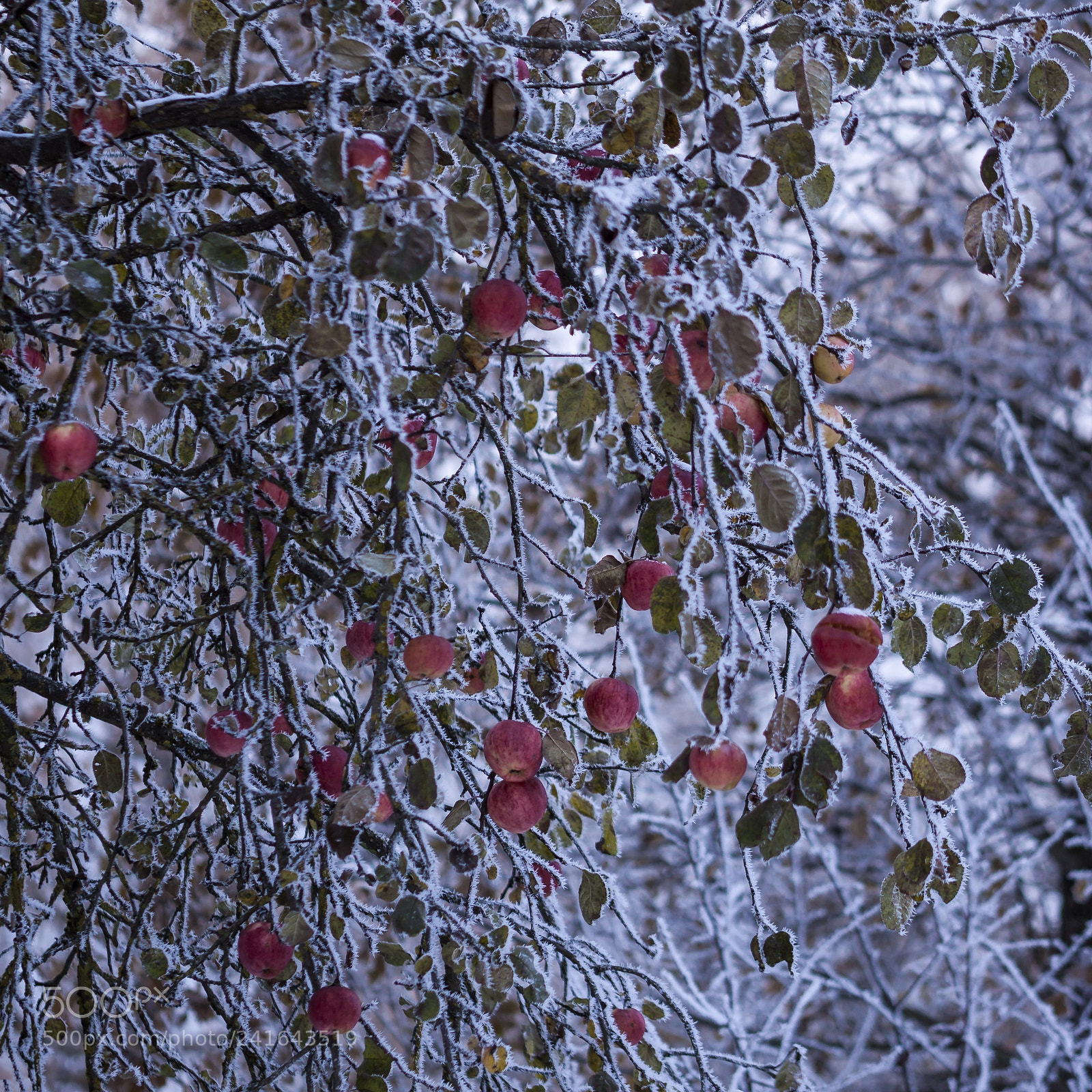 Canon EOS 500D (EOS Rebel T1i / EOS Kiss X3) sample photo. Winter apples photography