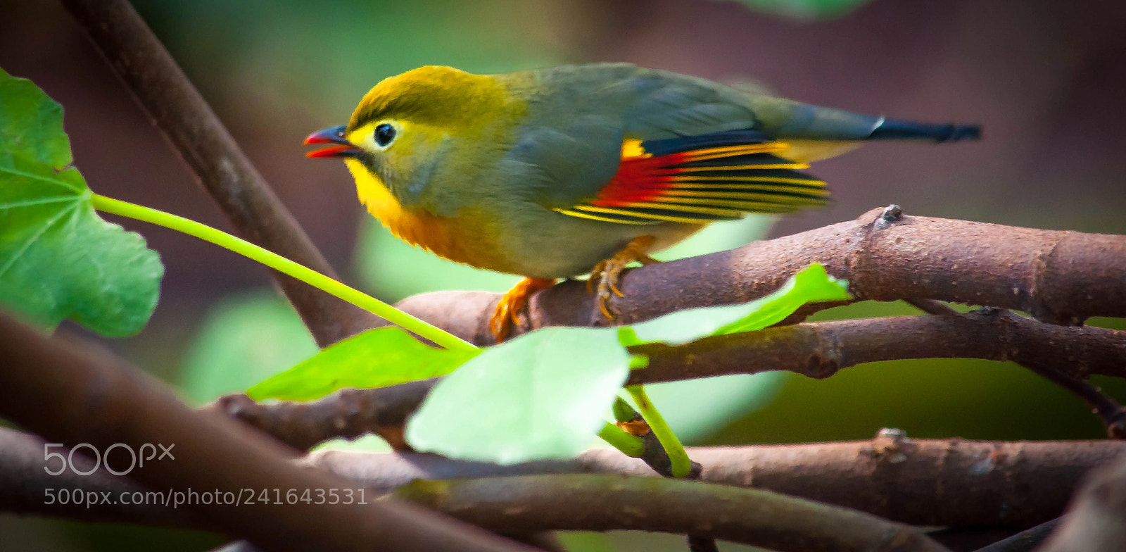 Nikon D90 sample photo. Color flutter photography