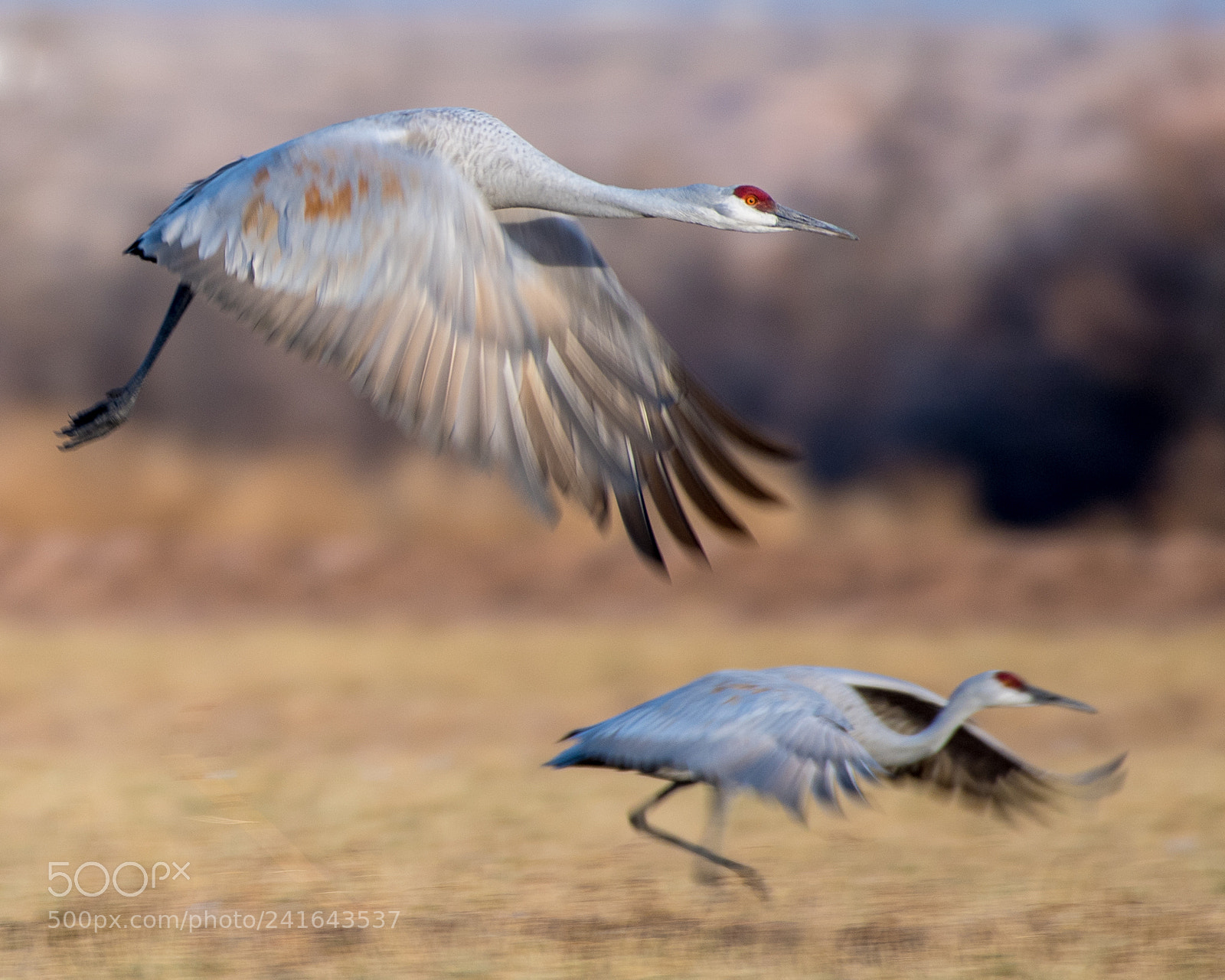 Nikon D500 sample photo. Sandhill cranes taking off photography