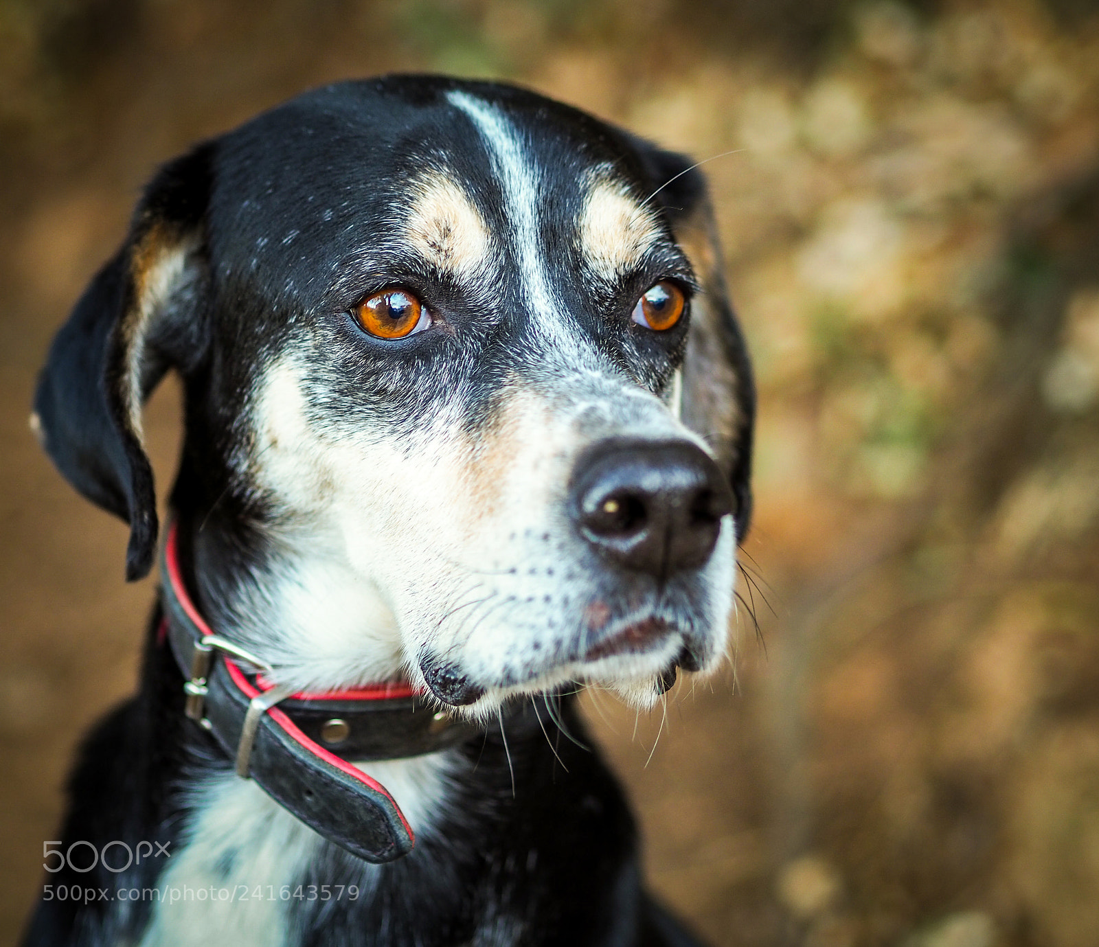 Olympus OM-D E-M10 III sample photo. Truce photography