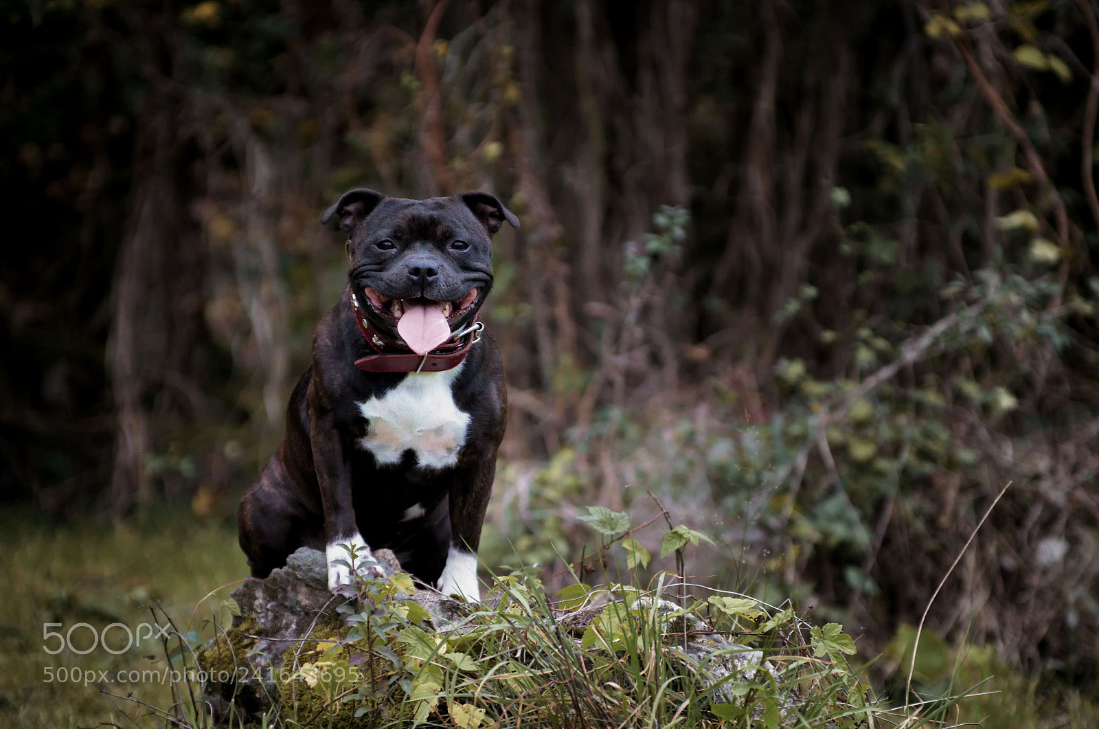 Pentax K-50 sample photo. Stafbull eny posed better photography