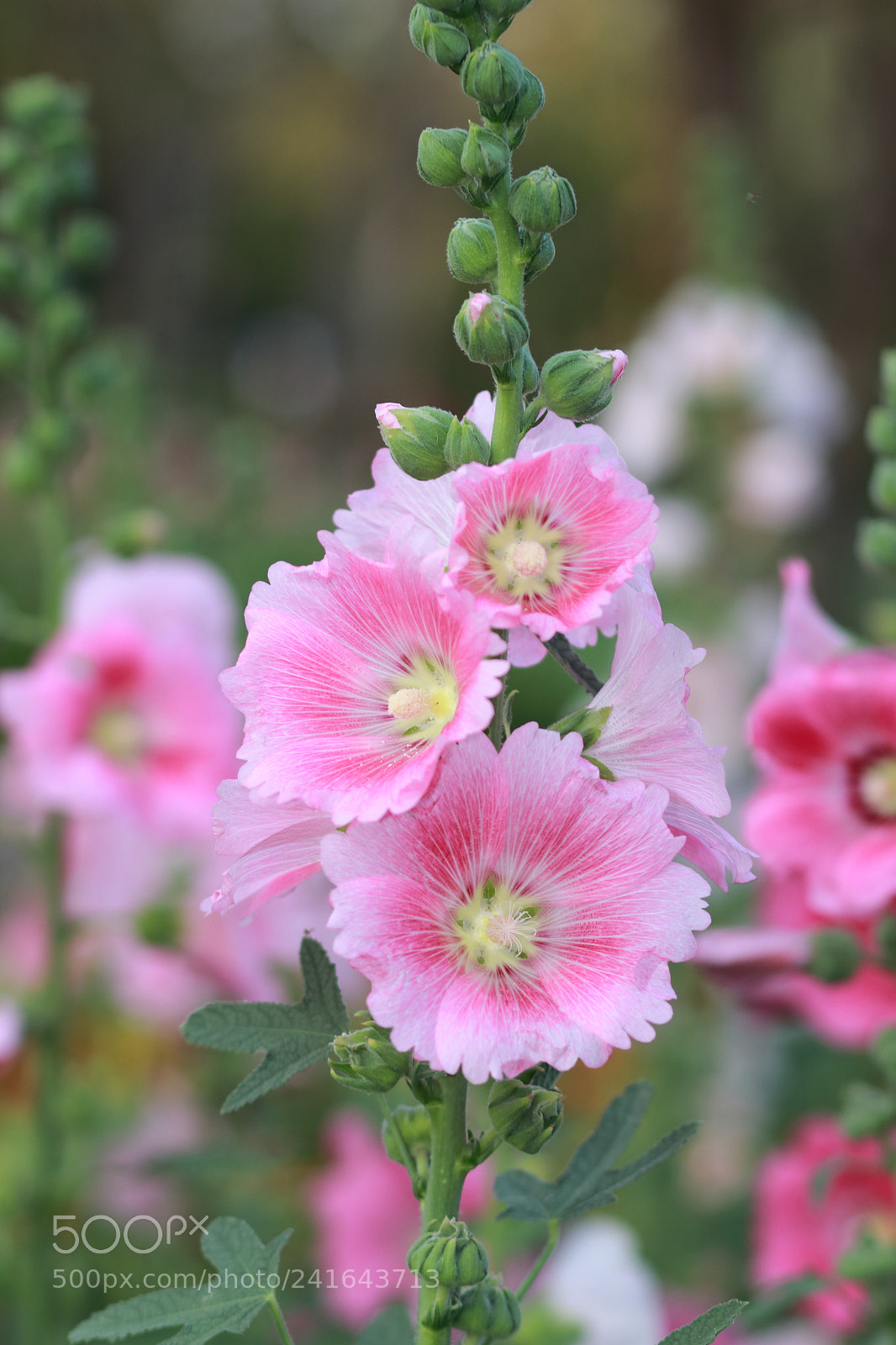 Canon EOS 700D (EOS Rebel T5i / EOS Kiss X7i) + Canon EF 85mm F1.8 USM sample photo. Flower photography