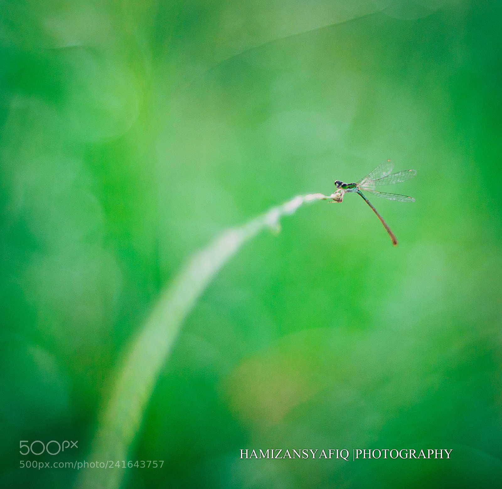 Nikon D90 sample photo. "stop pollution, start protection" photography