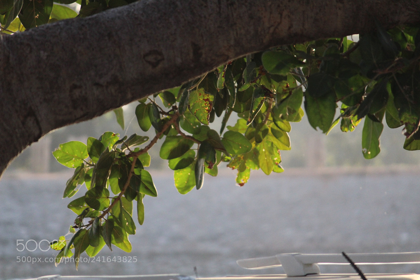 Canon EF-S 55-250mm F4-5.6 IS II sample photo. Untitled photography