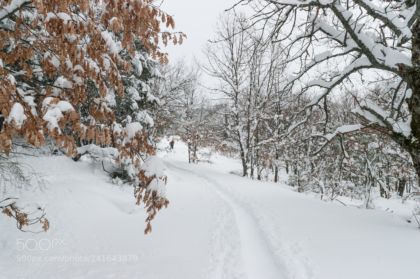 Pentax K20D sample photo. A little snow photography