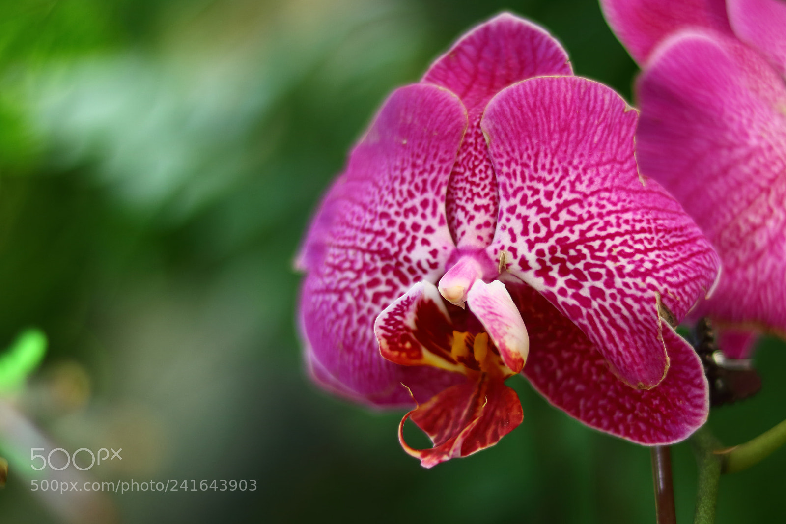 Canon EOS 750D (EOS Rebel T6i / EOS Kiss X8i) sample photo. Orchid malevolence photography