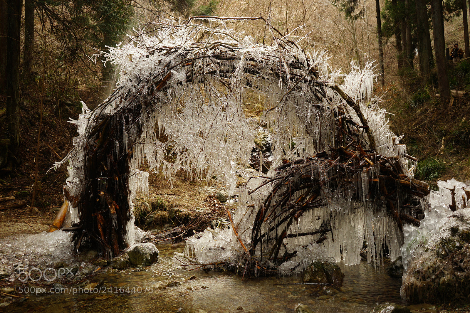 Sony a7 sample photo. Frozen tree photography