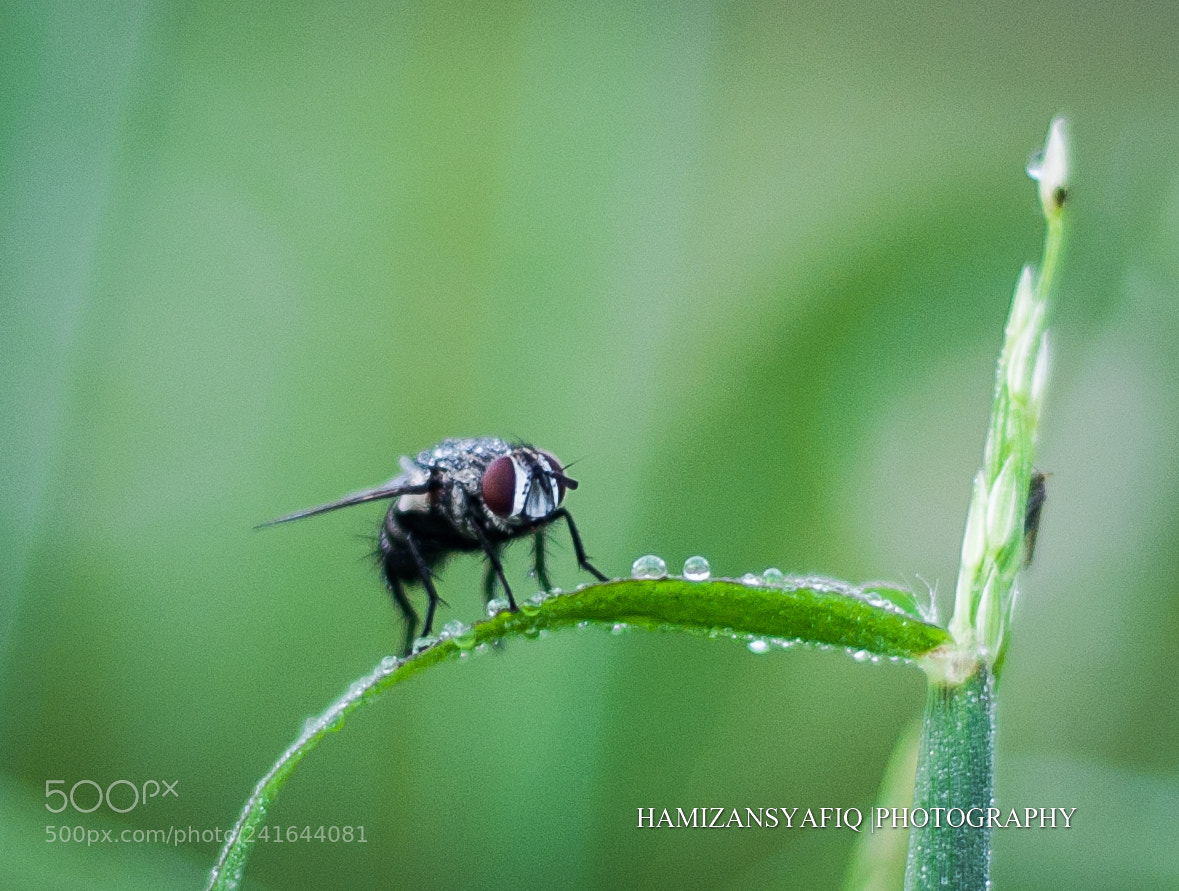 Nikon D90 sample photo. "love" photography