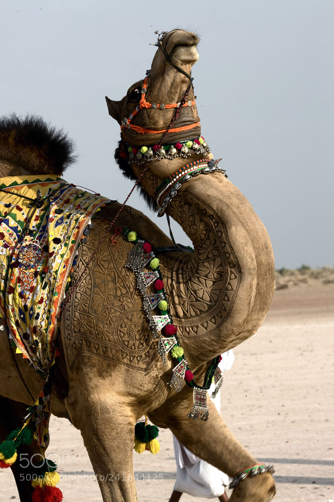 Canon EOS-1Ds Mark III sample photo. Camel safari photography