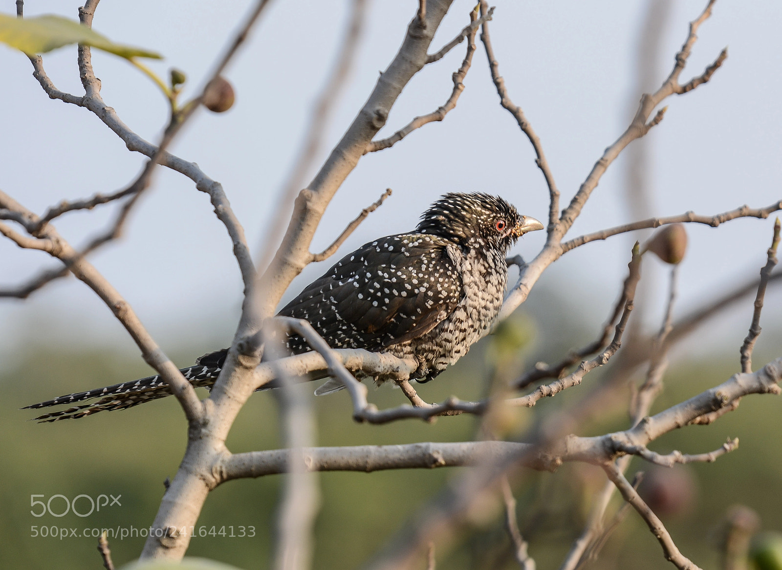 Nikon D7100 sample photo. Birdie photography